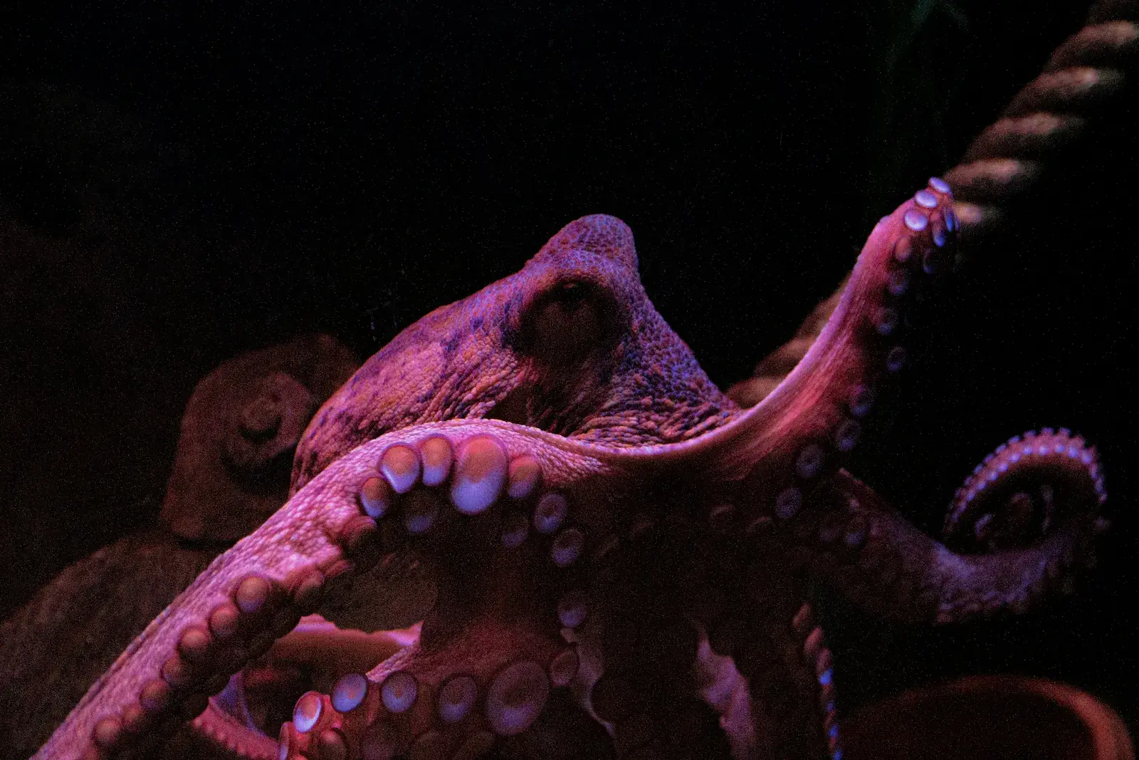 Pulpo extendiendo sus tentáculos bajo una iluminación rojiza y violeta sobre fondo oscuro