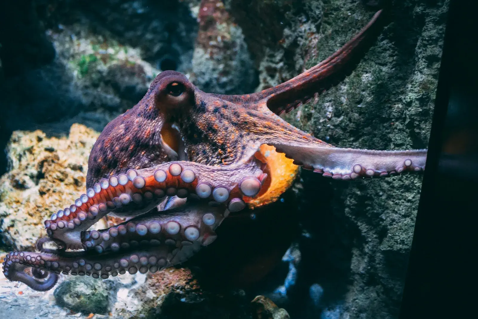 Un pulpo morado y naranja aferrado a una roca texturizada en un acuario