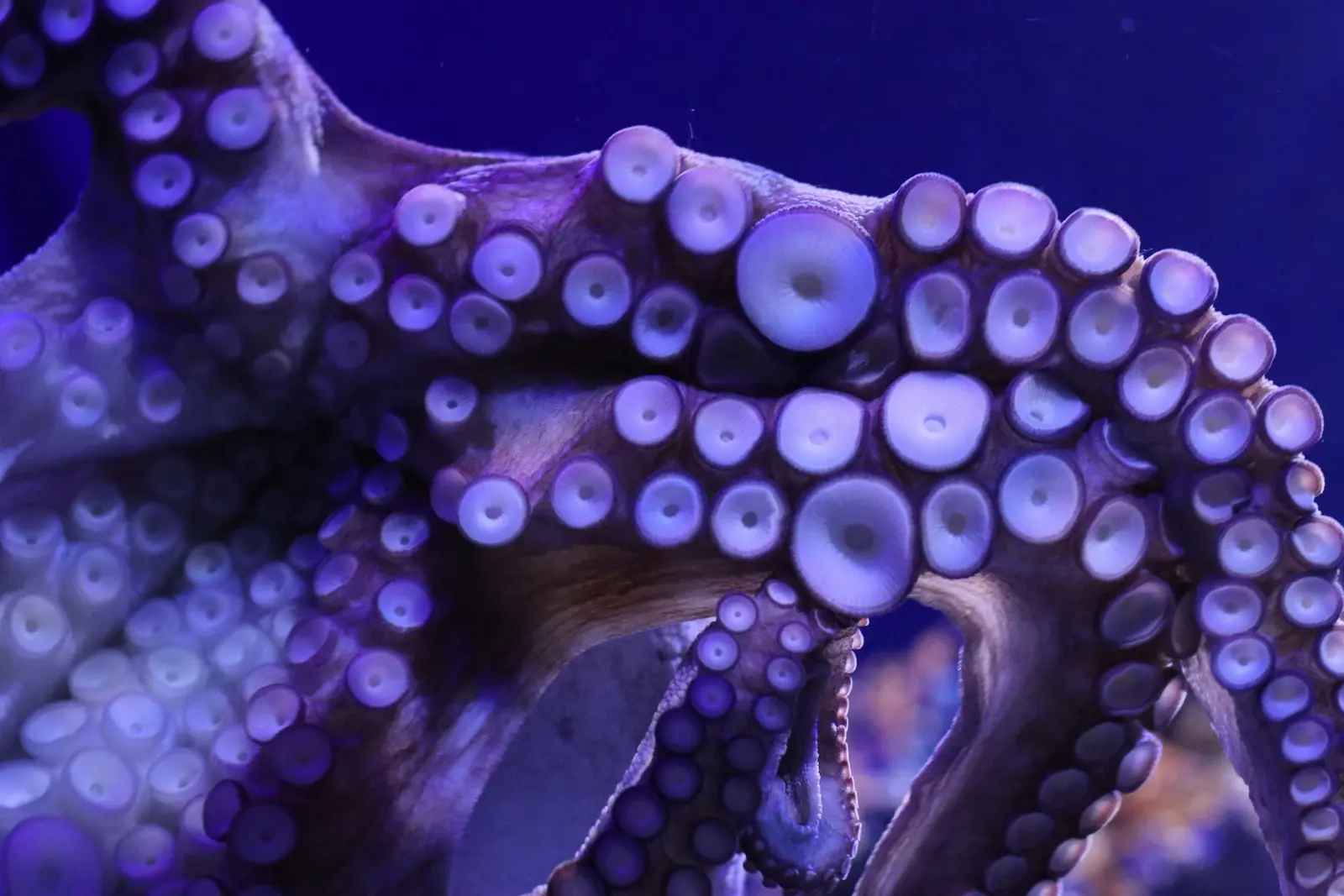 Tentáculos del pulpo