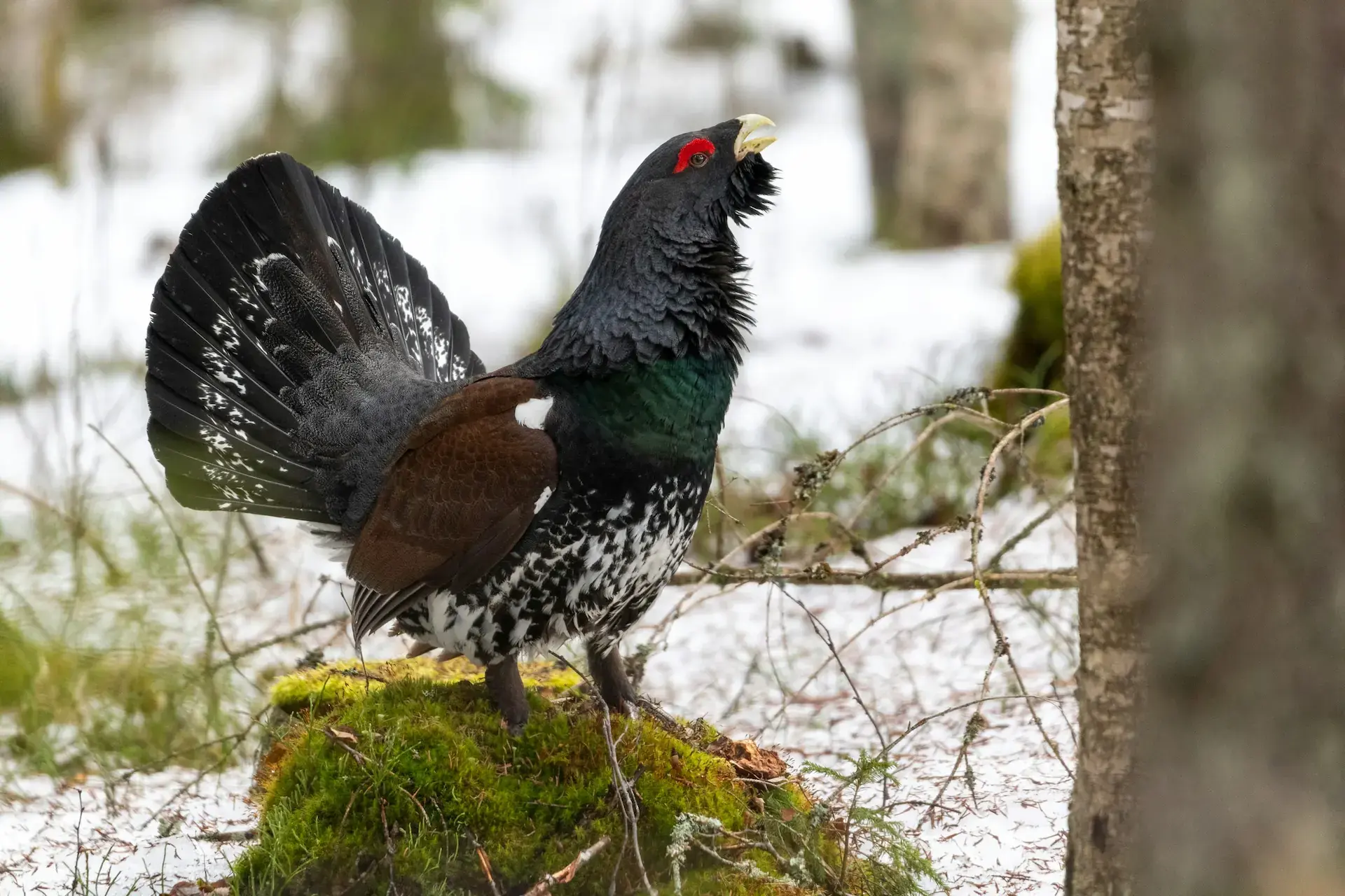 Urogallo macho con la cola desplegada sobre un tronco cubierto de musgo en un bosque nevado