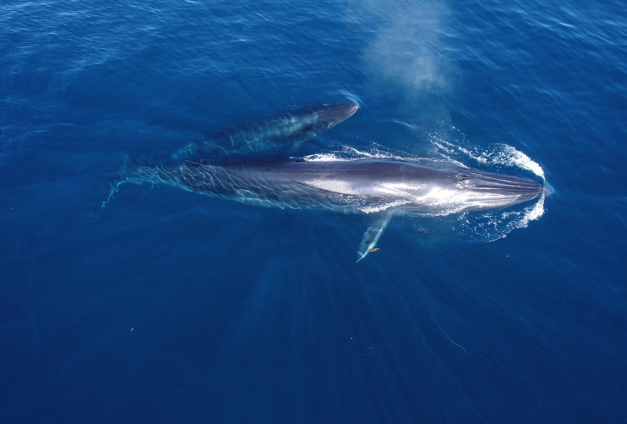Ballena tropical