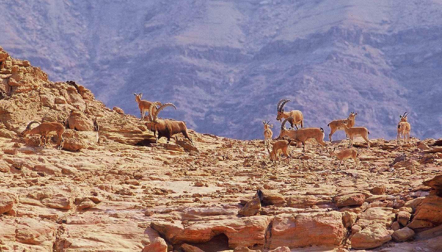 Íbice de Nubia