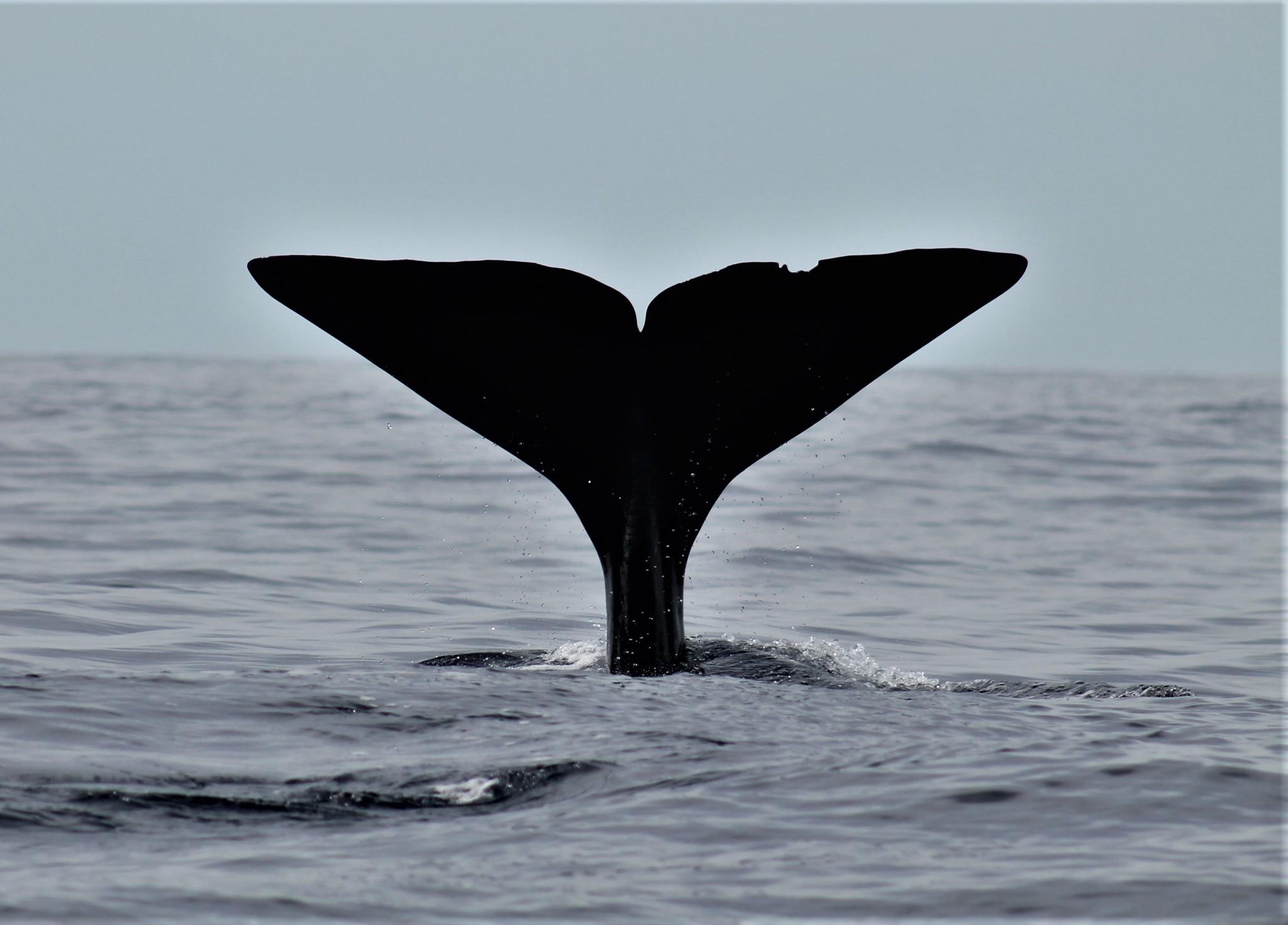 Ballena de esperma