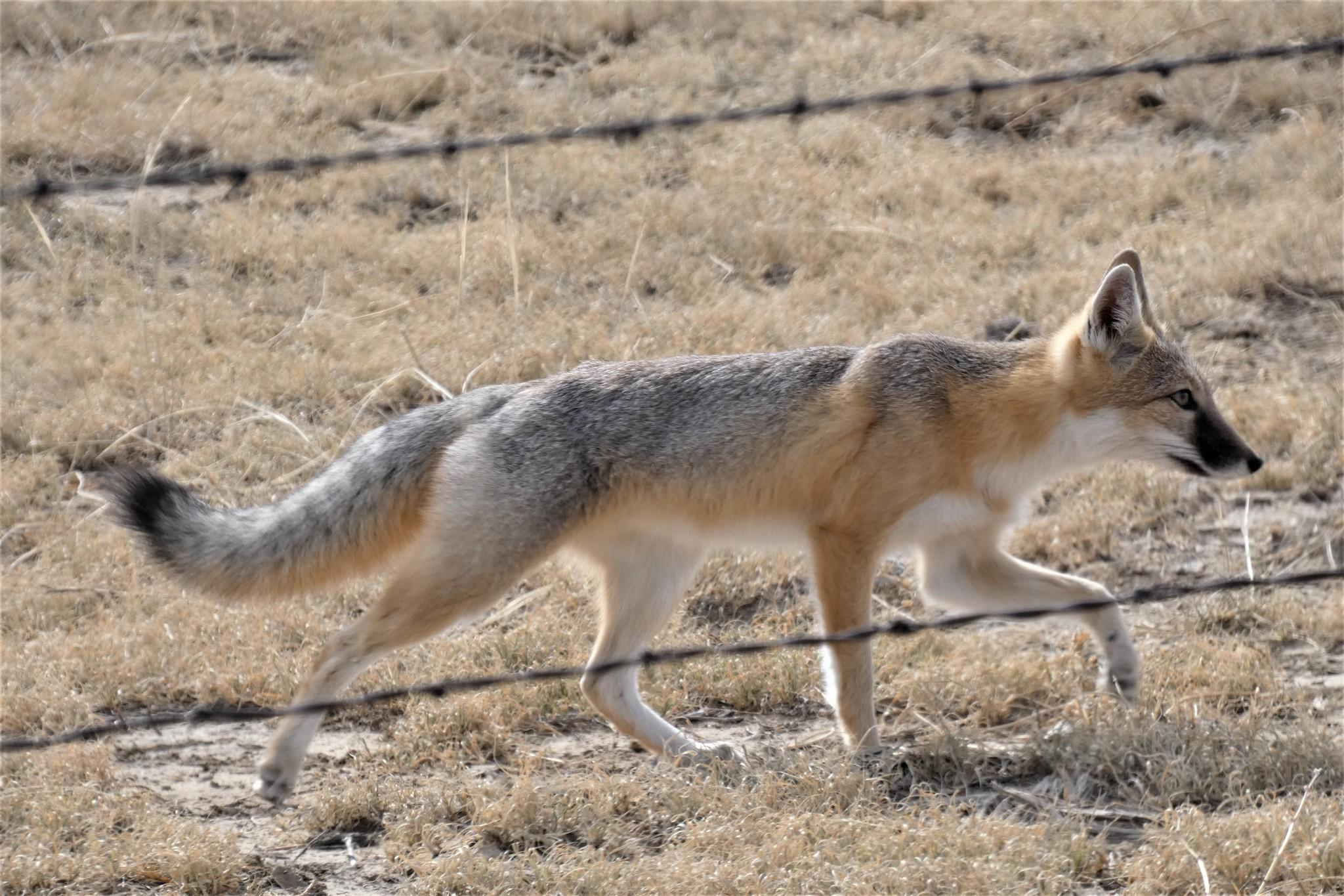 Swift Fox