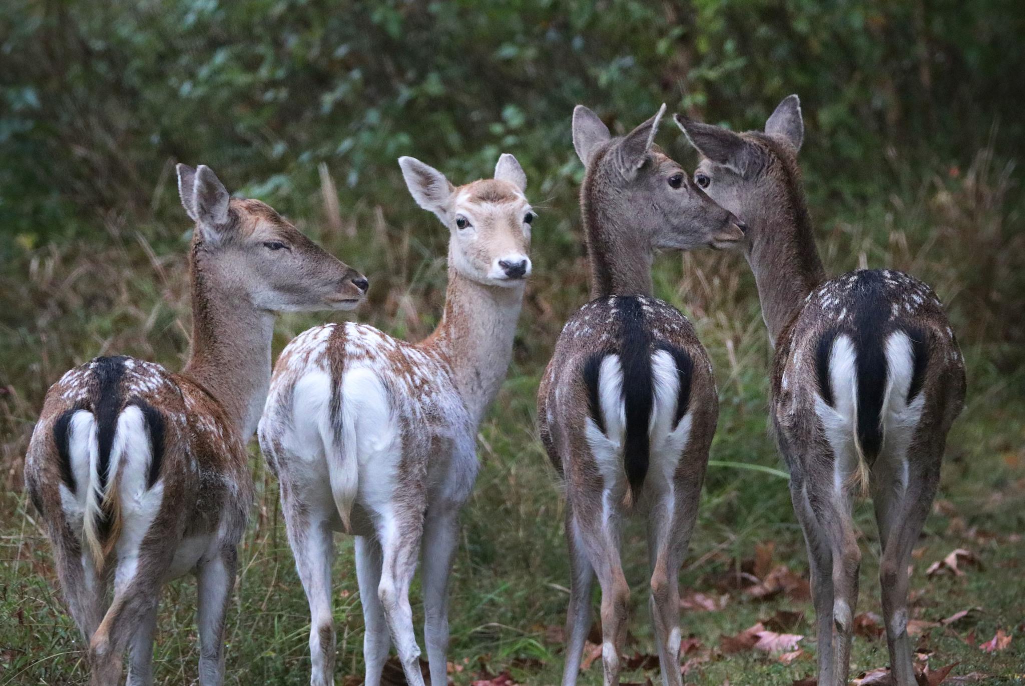 Gamo europeo