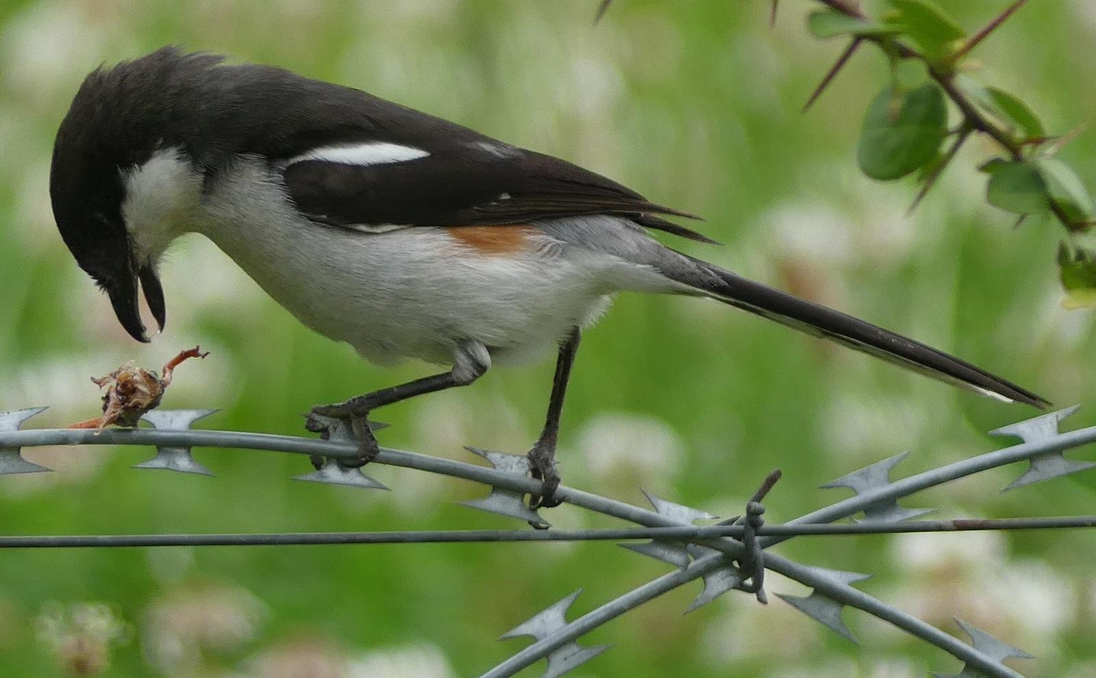 Southern Fiscal