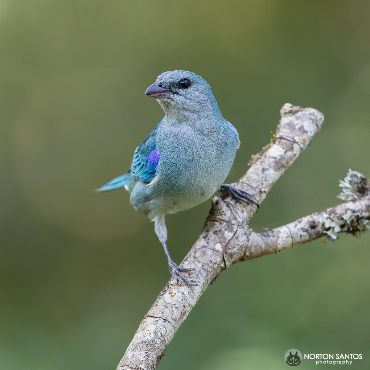 Azure-shouldered Tanager