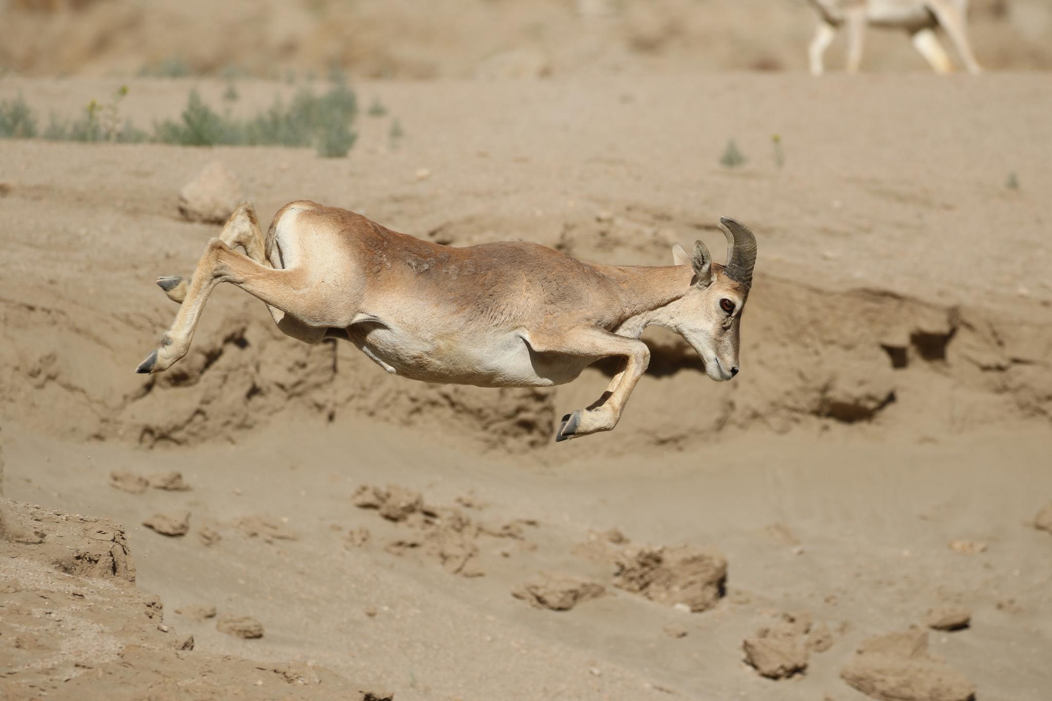 Urial
