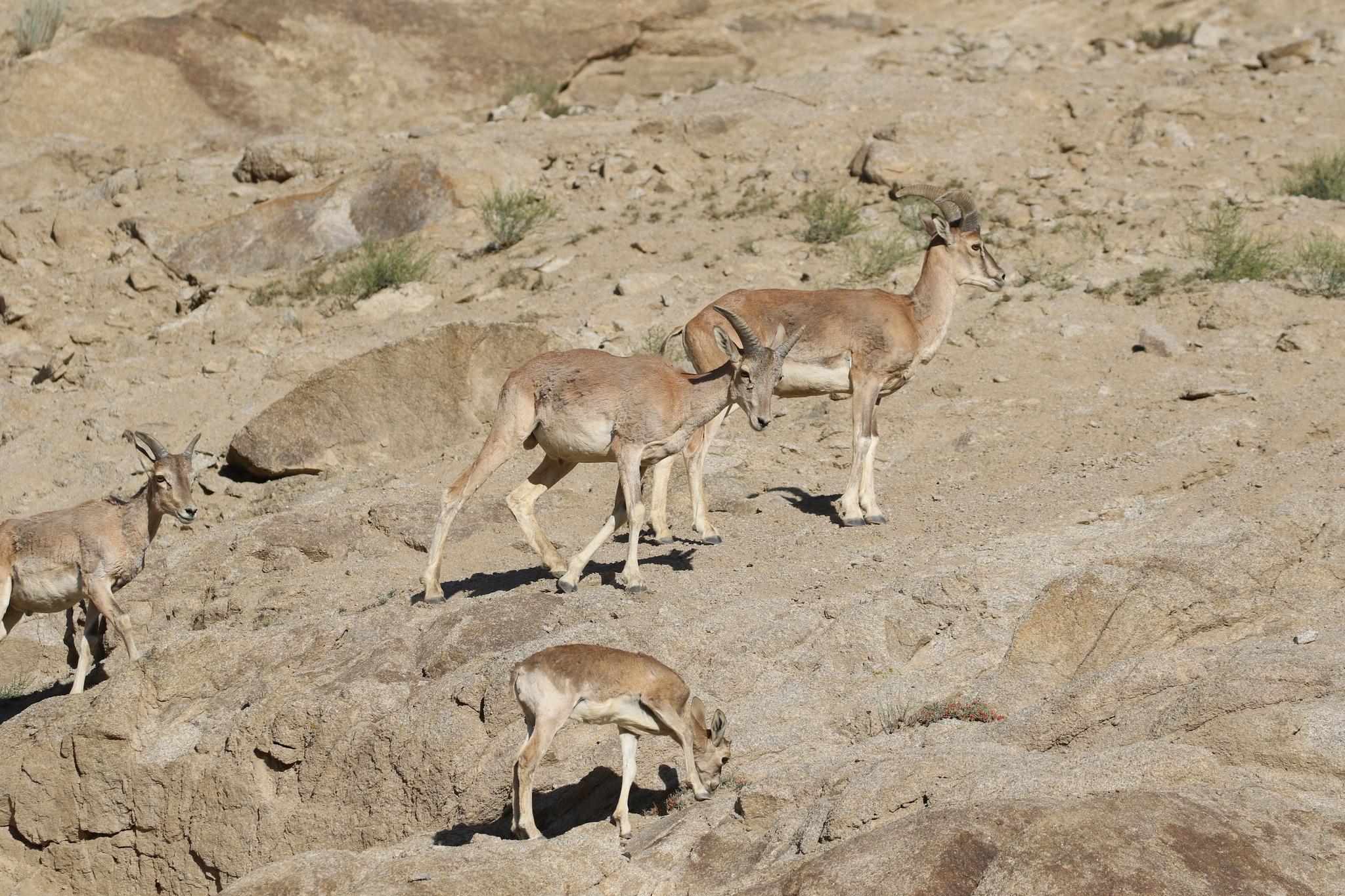 Urial