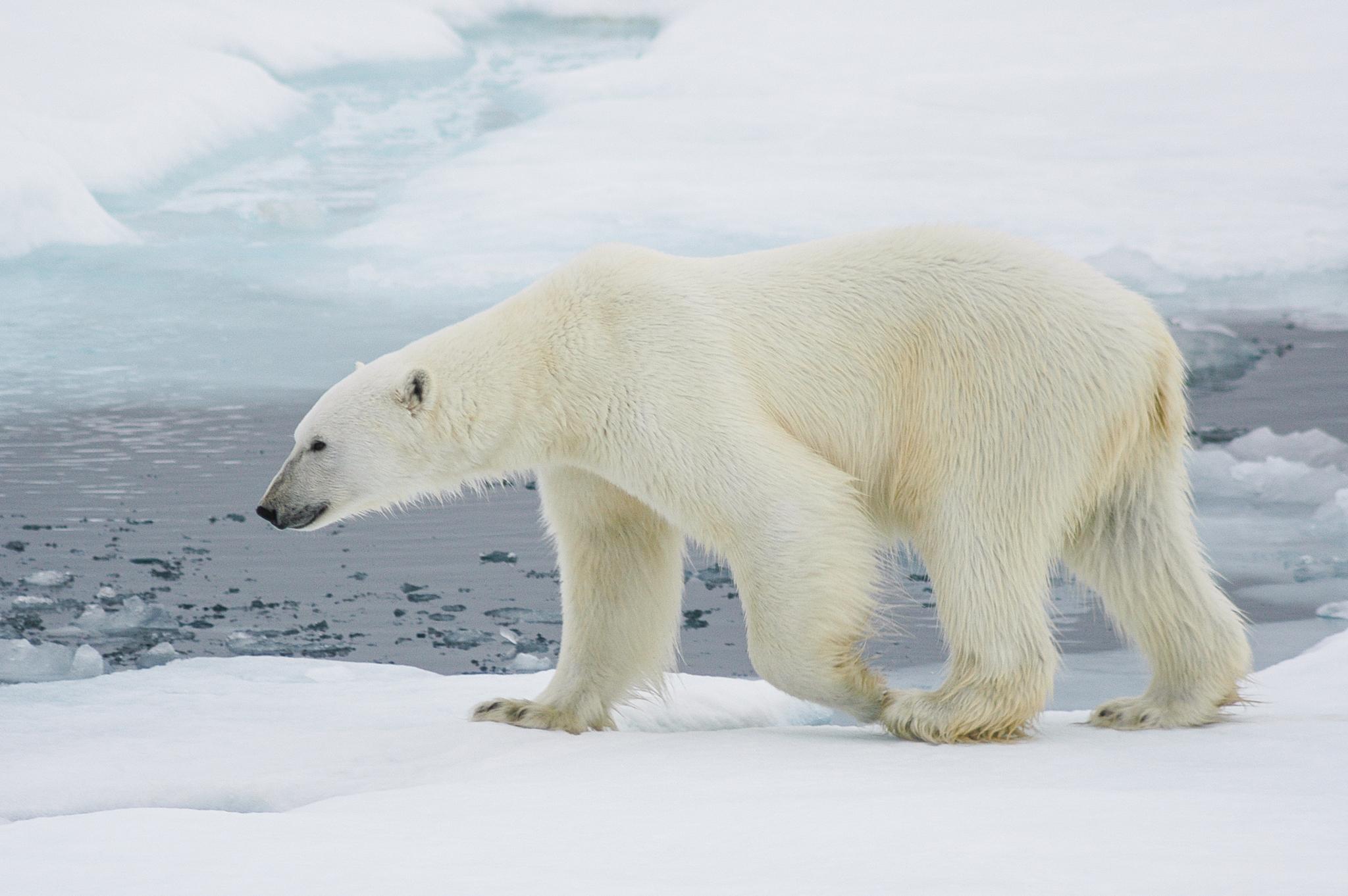 Oso Polar