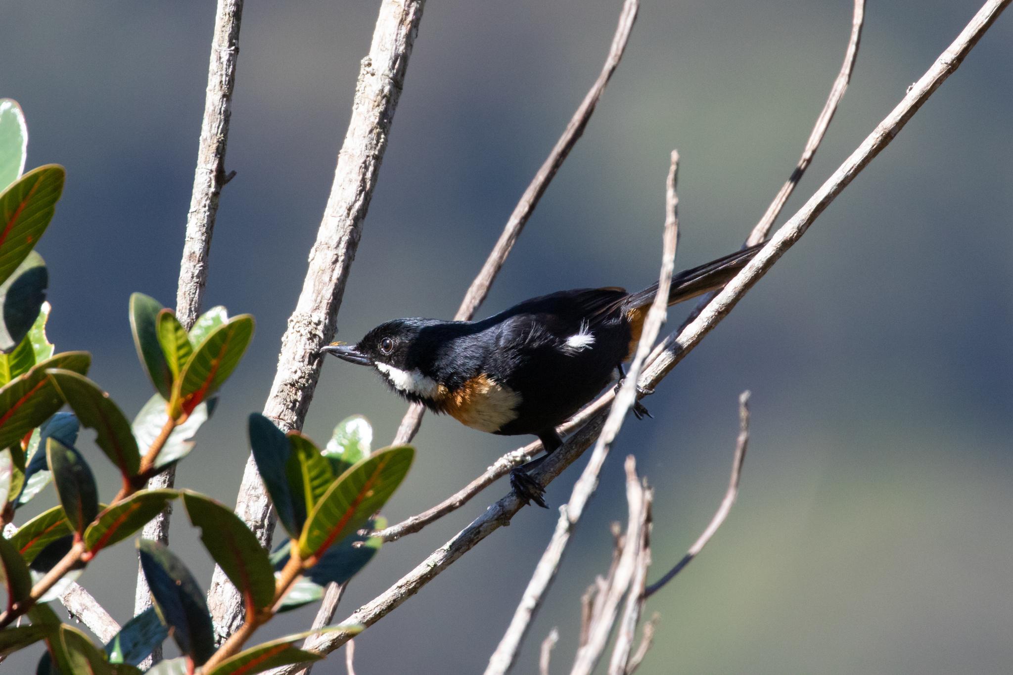 Moustached Flowerpiercer
