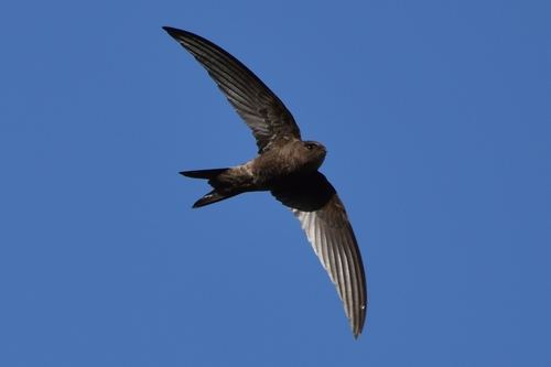 Vencejo unicolor
