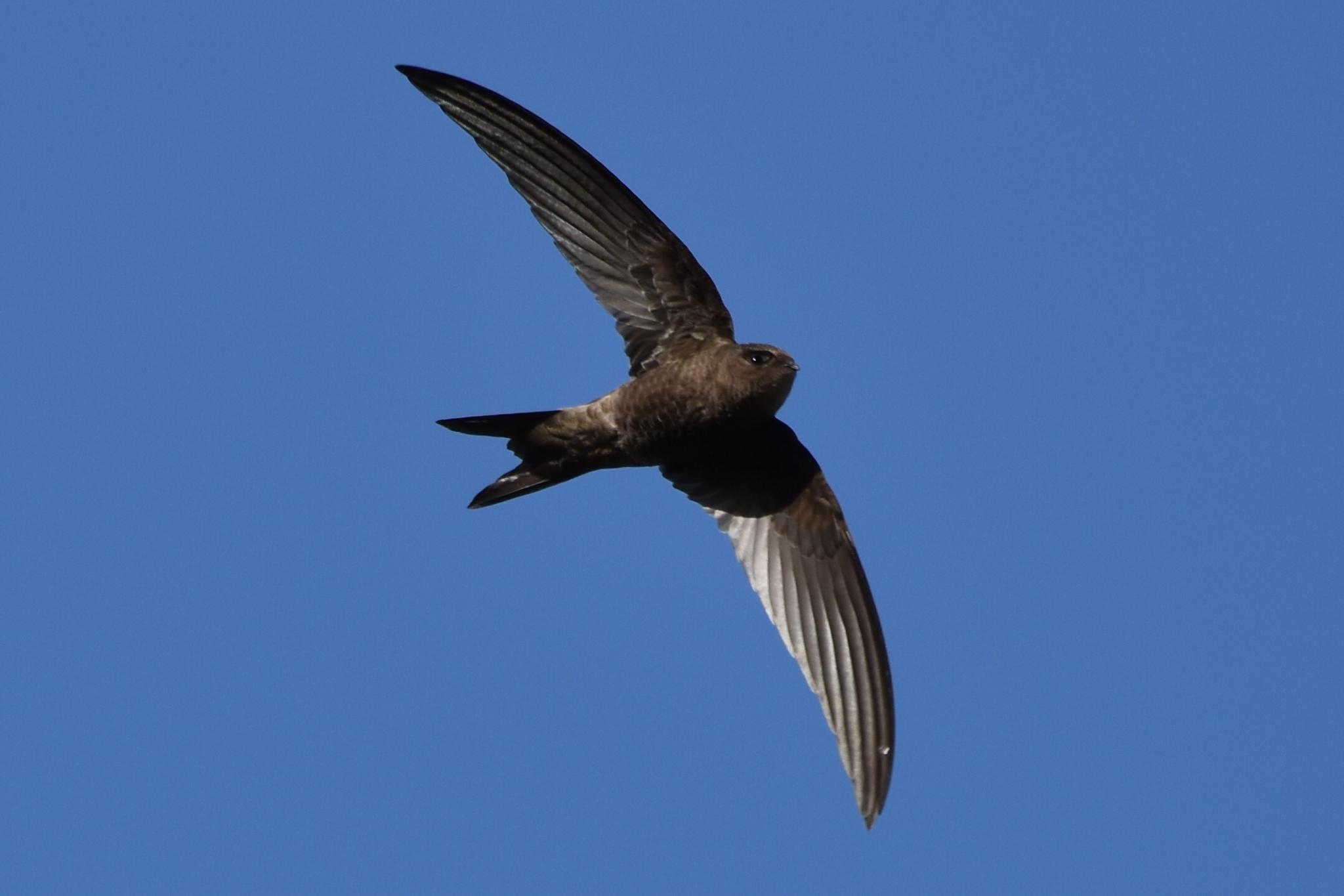 Vencejo unicolor