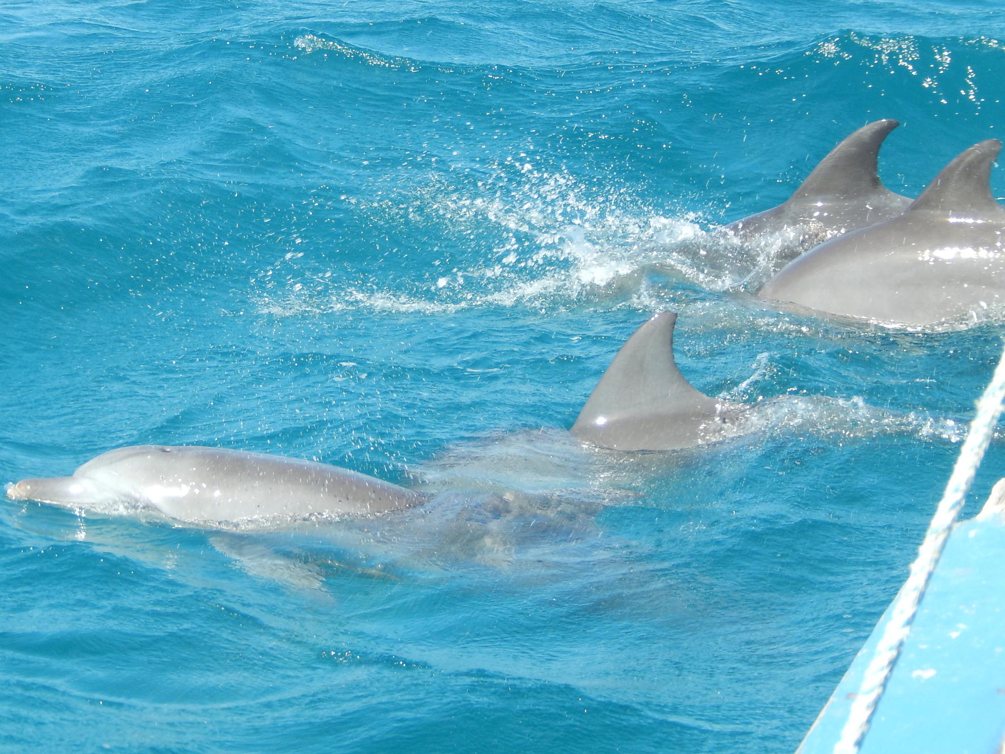 Delfin mular del océano índico