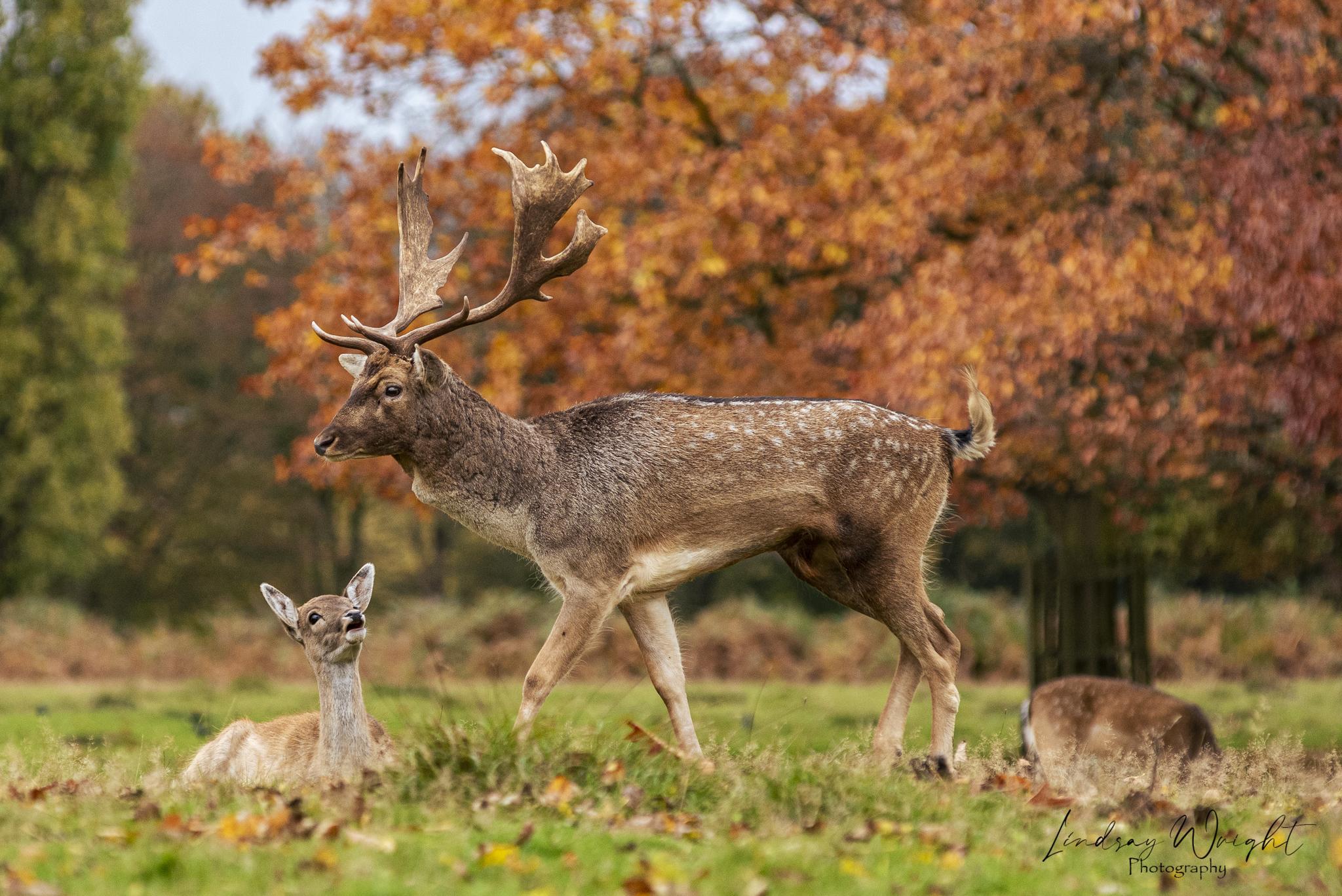 Gamo europeo