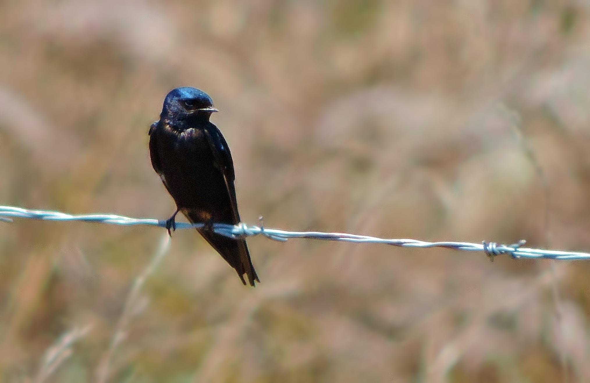Golondrina Azul