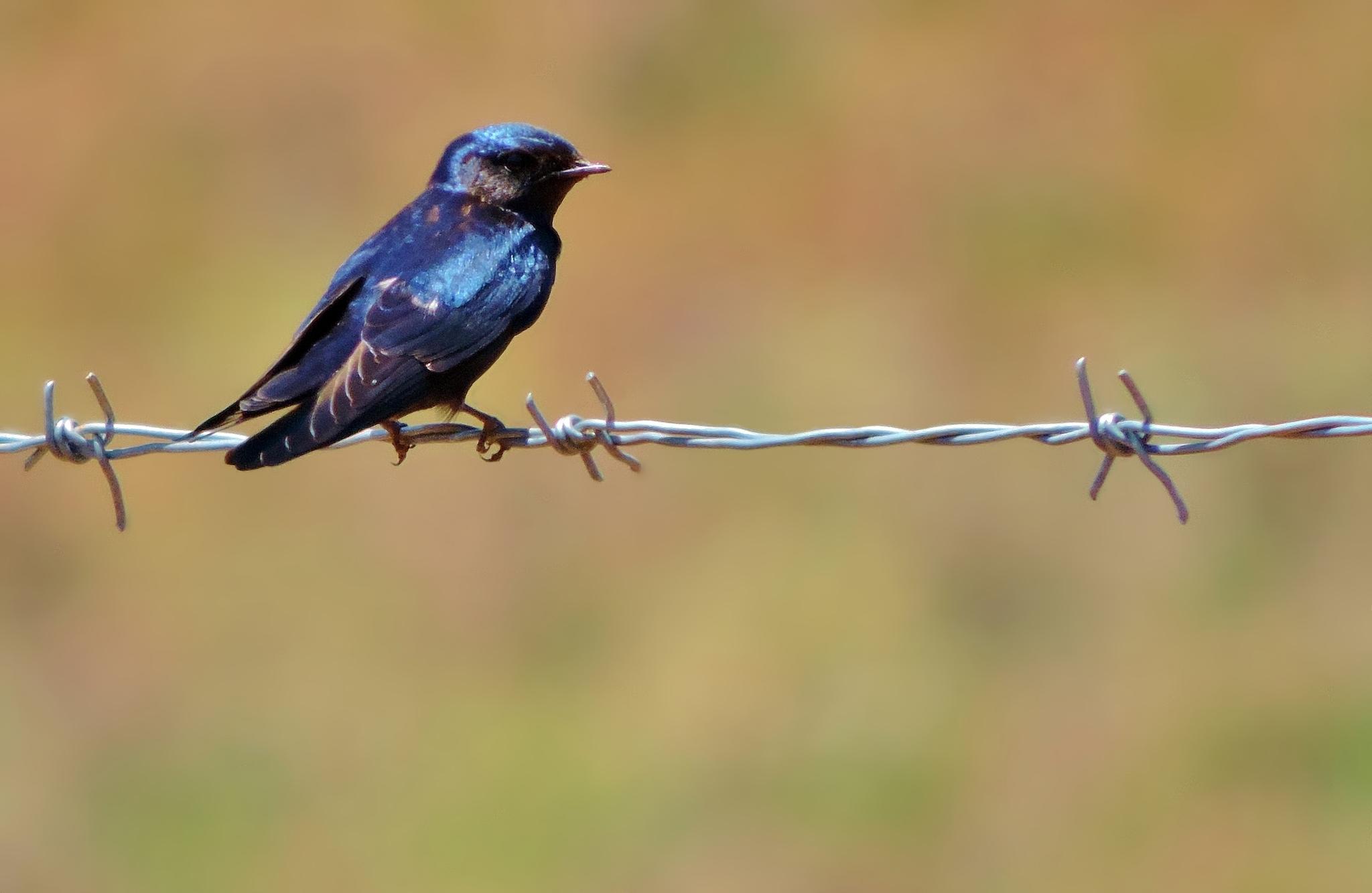 Golondrina Azul