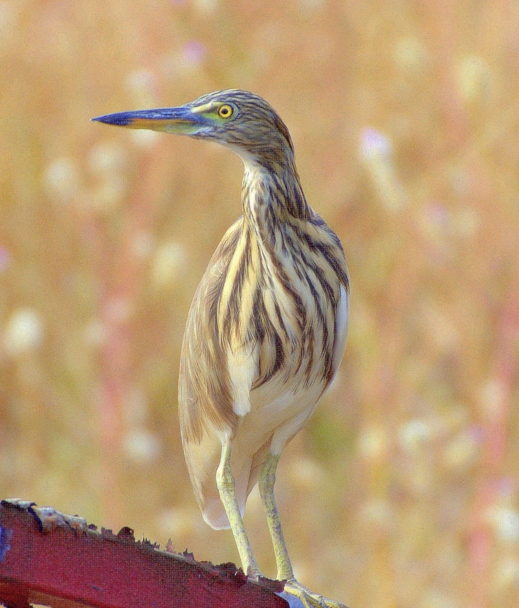 Garzas, garcetas, garcillas y martinetes
