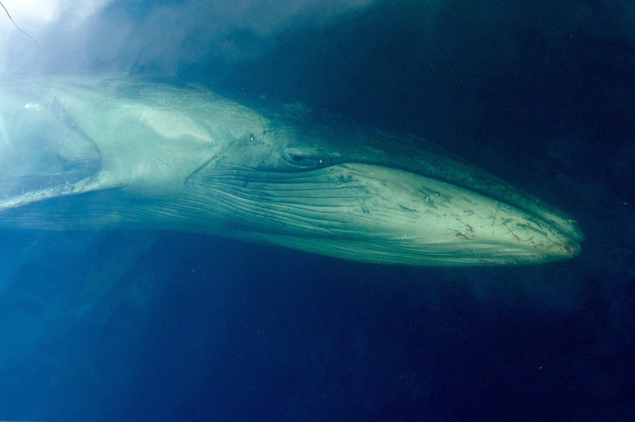 Ballena de Sei