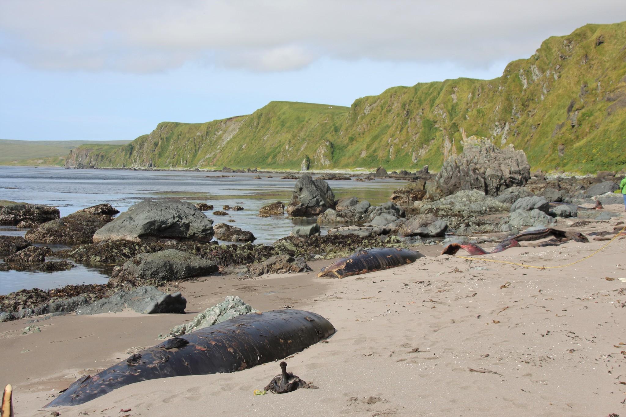 Bering Sea Beaked Whale