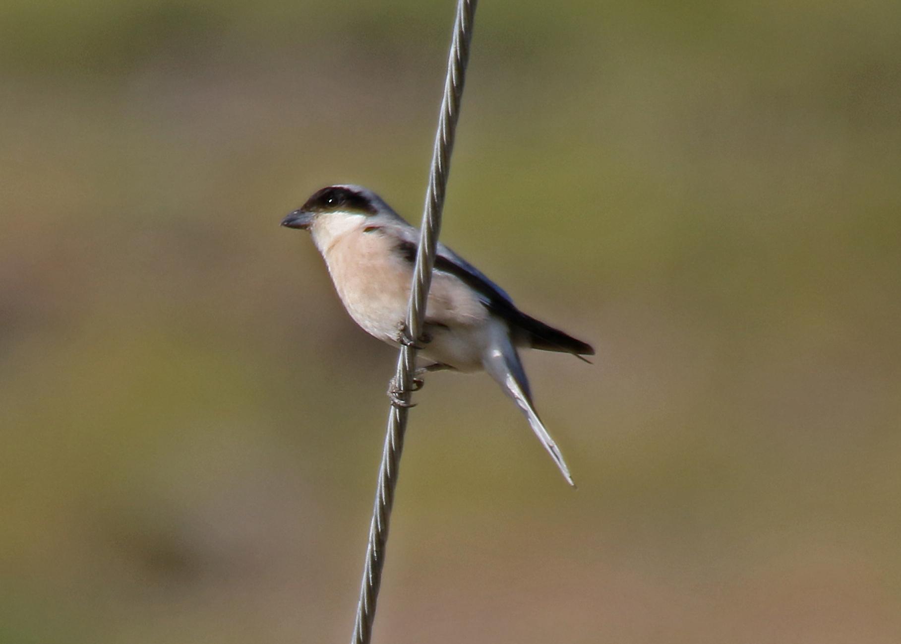 Lesser Grey Shrike