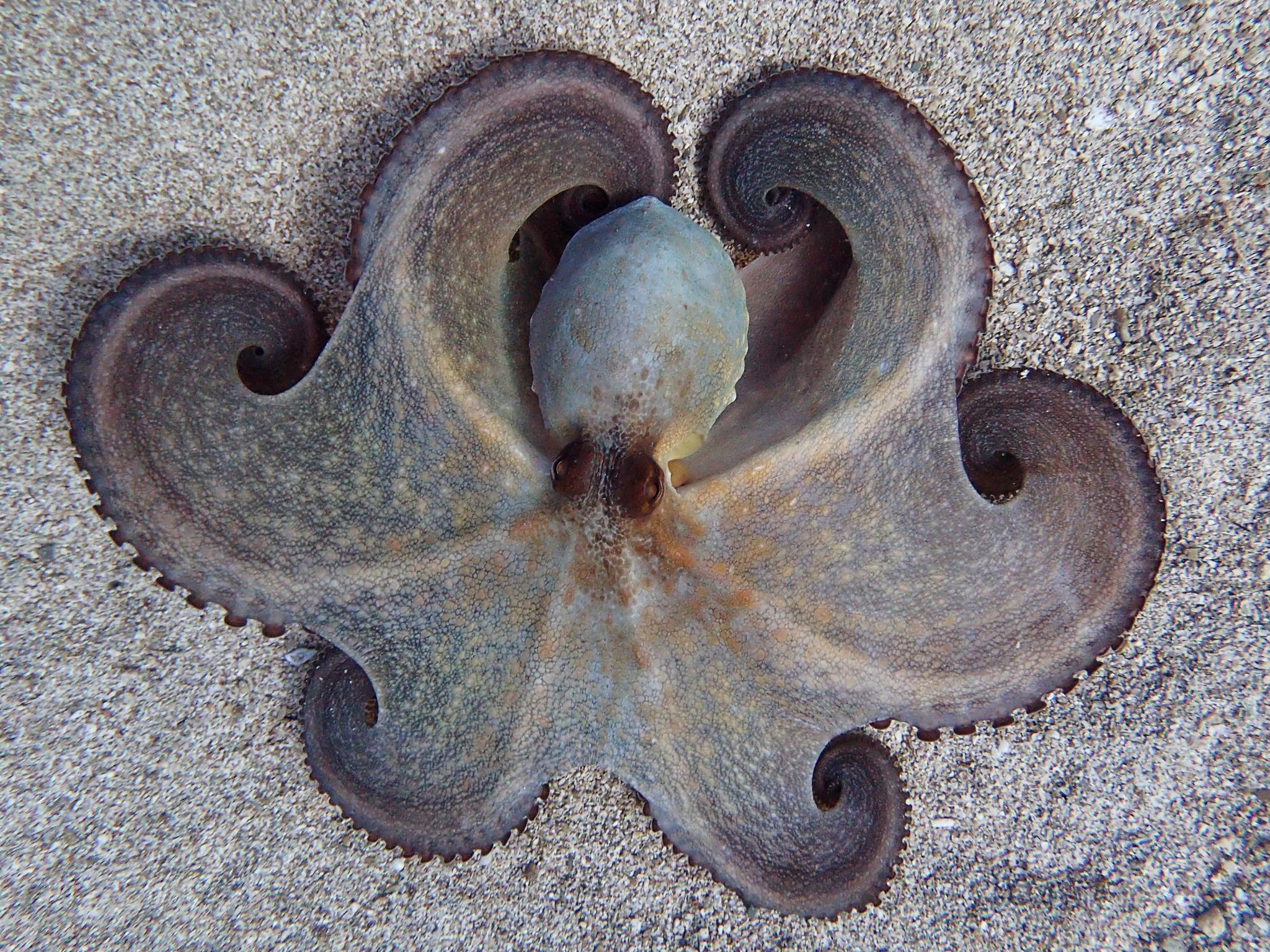 Pulpo de roca del Atlántico