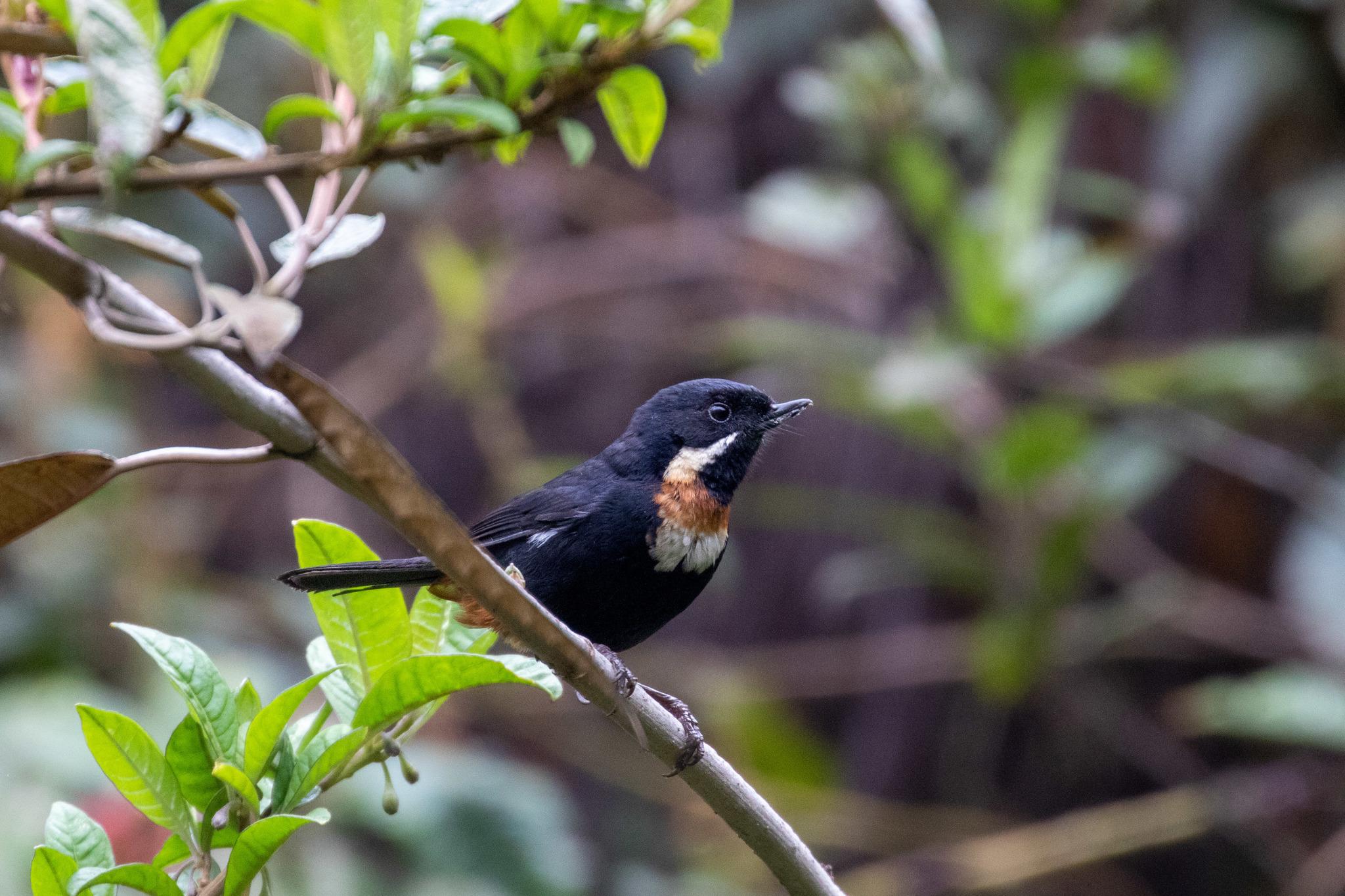 Moustached Flowerpiercer
