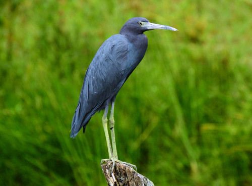 Garceta azul