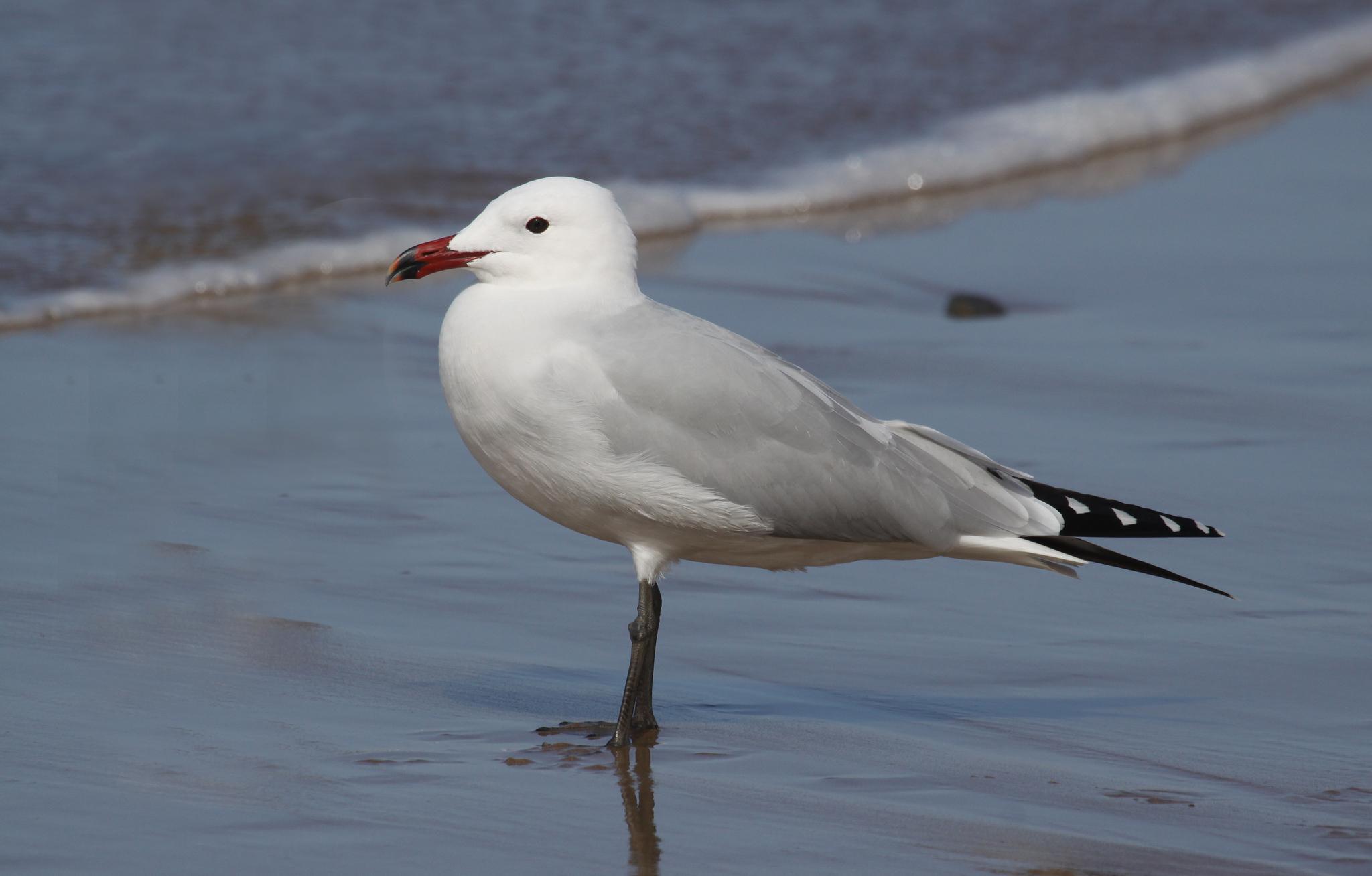 Gaviota de Audouin