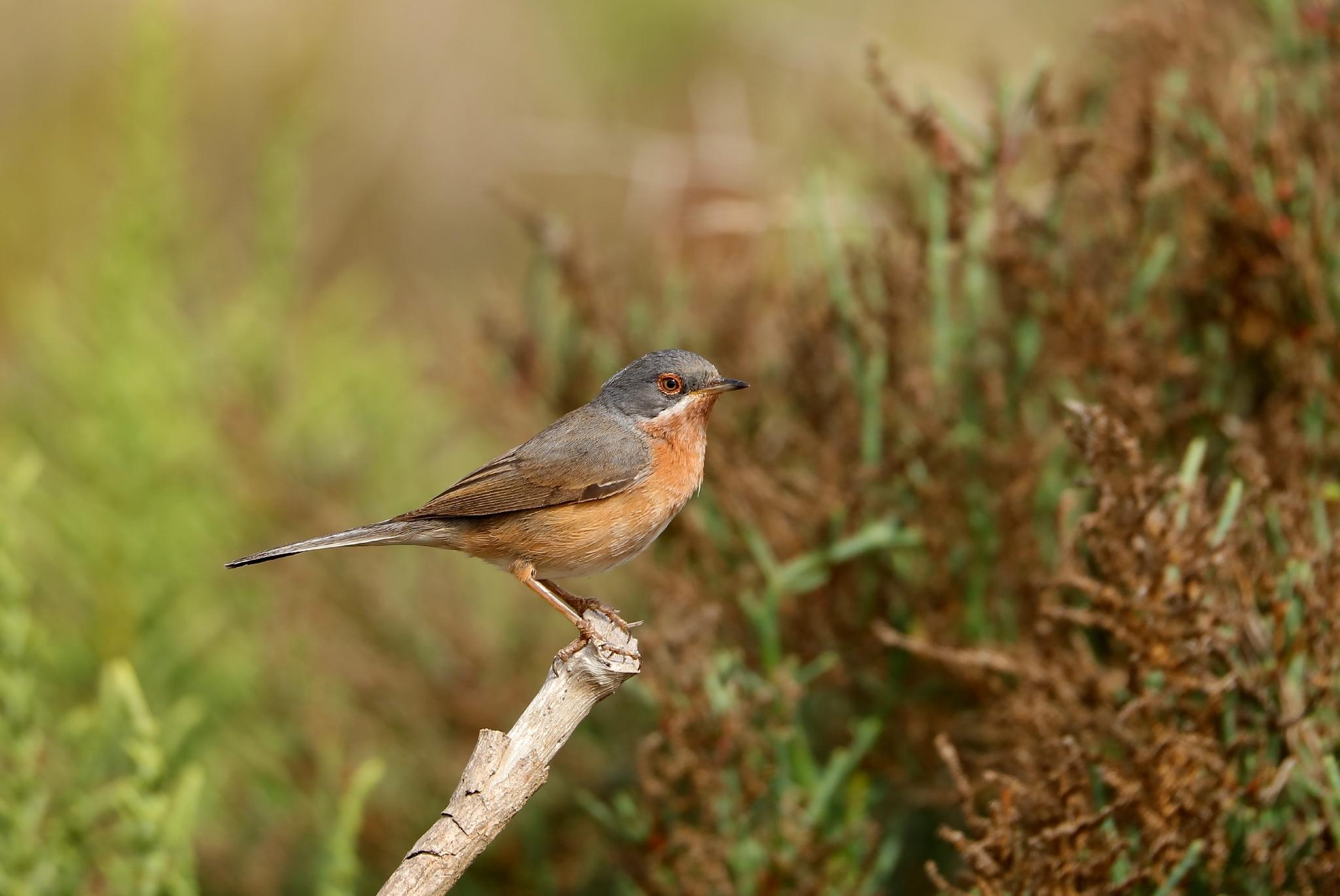 Western Subalpine Warbler