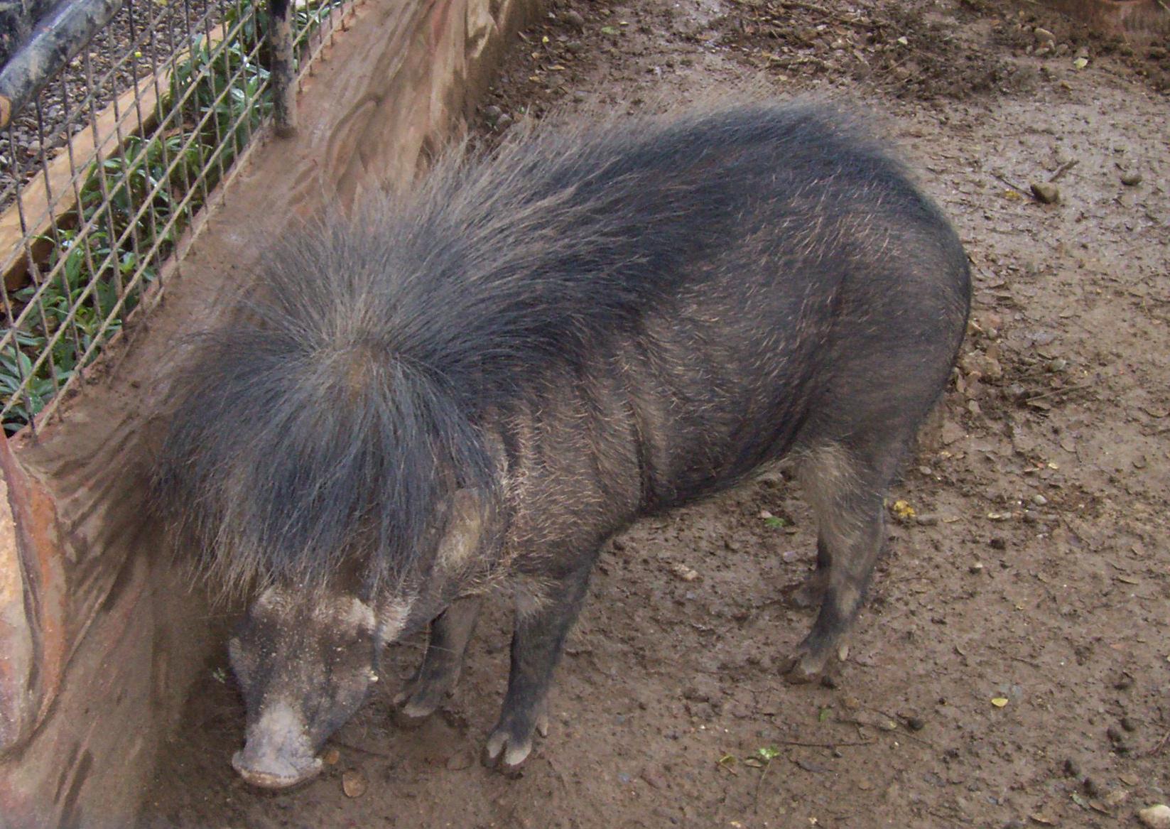 Jabalí Filipino