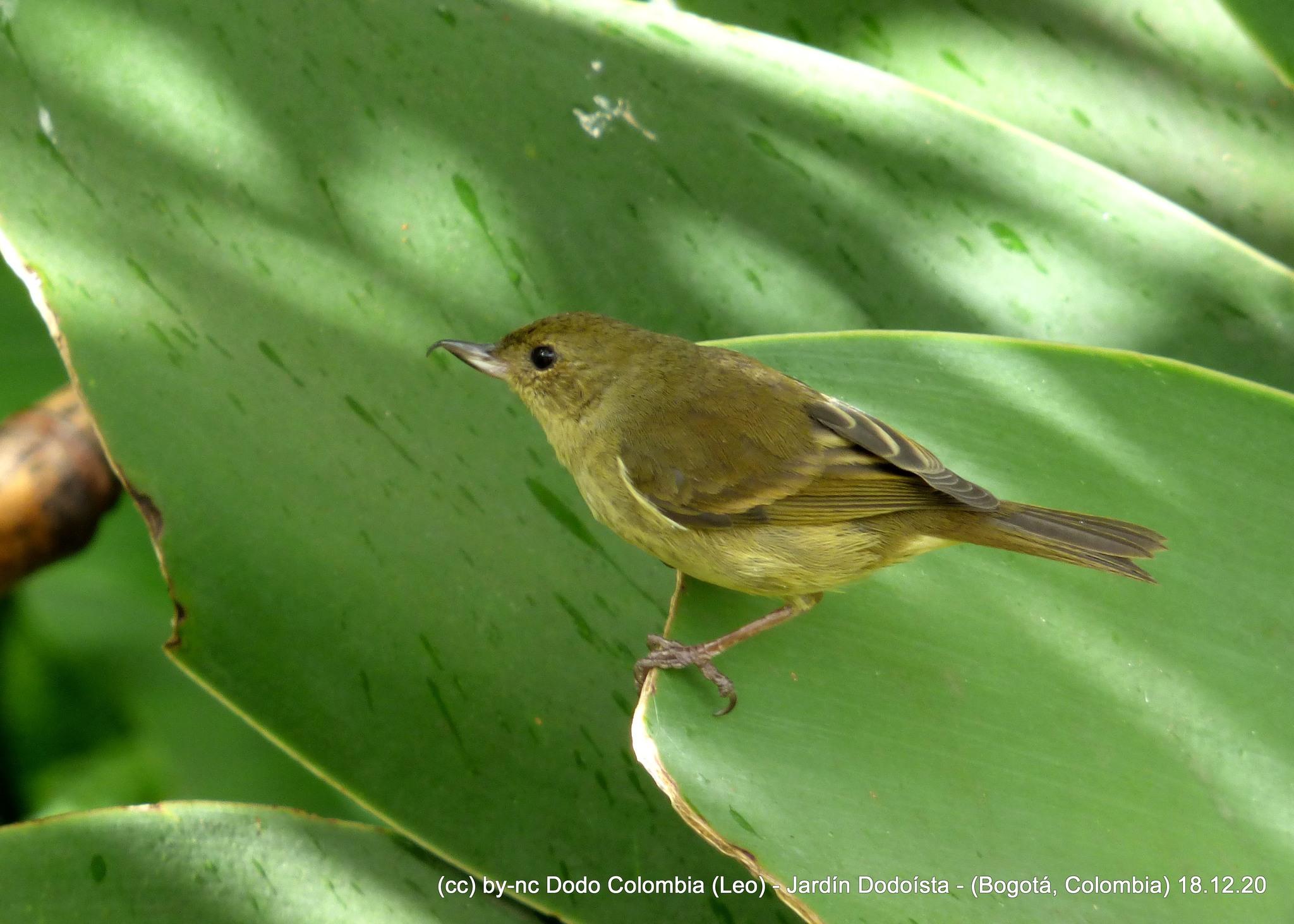 Rusty Flowerpiercer