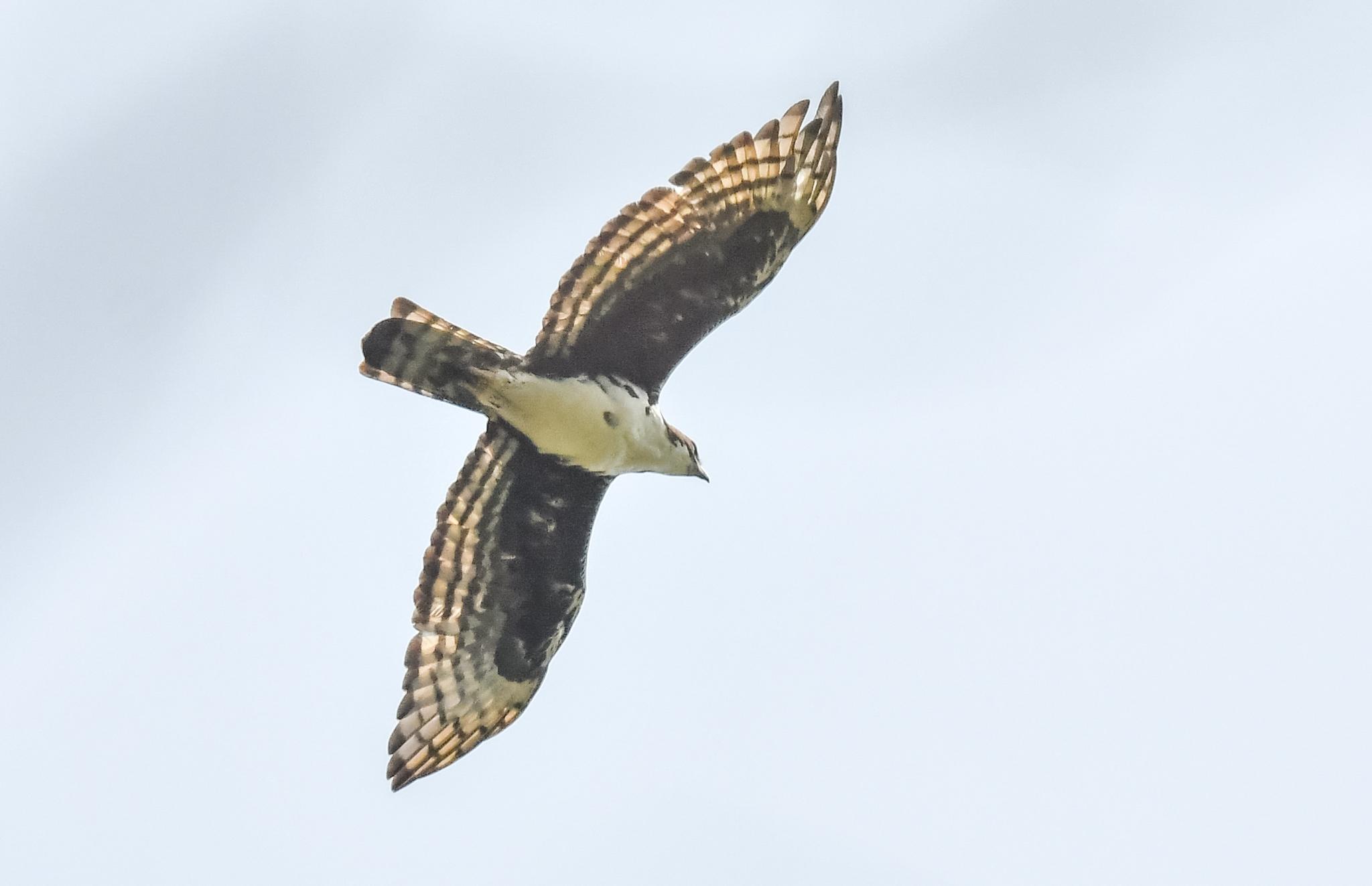 Águila congoleña
