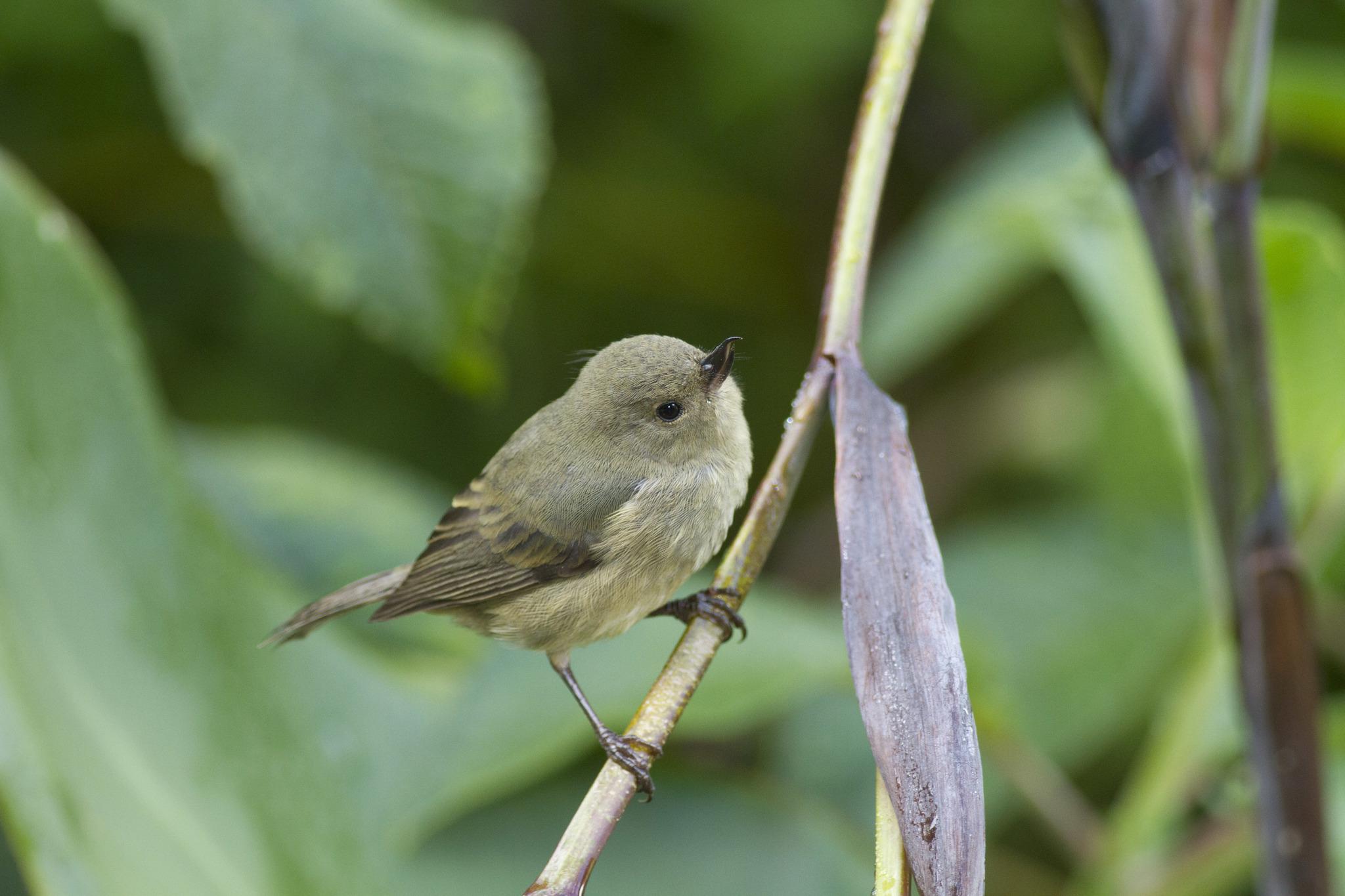 Slaty Flowerpiercer