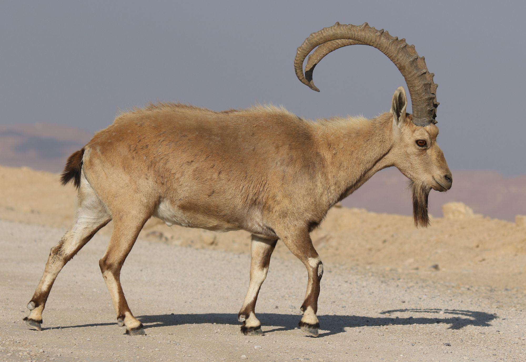 Íbice de Nubia