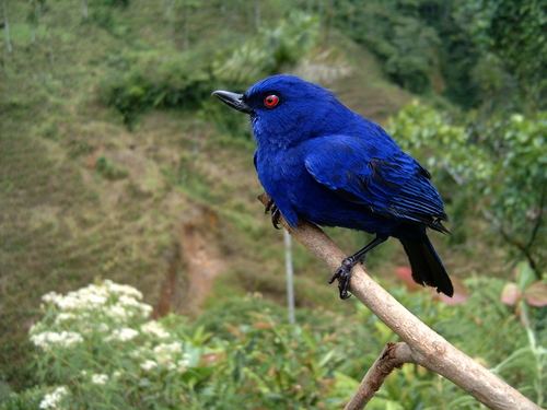 Indigo Flowerpiercer