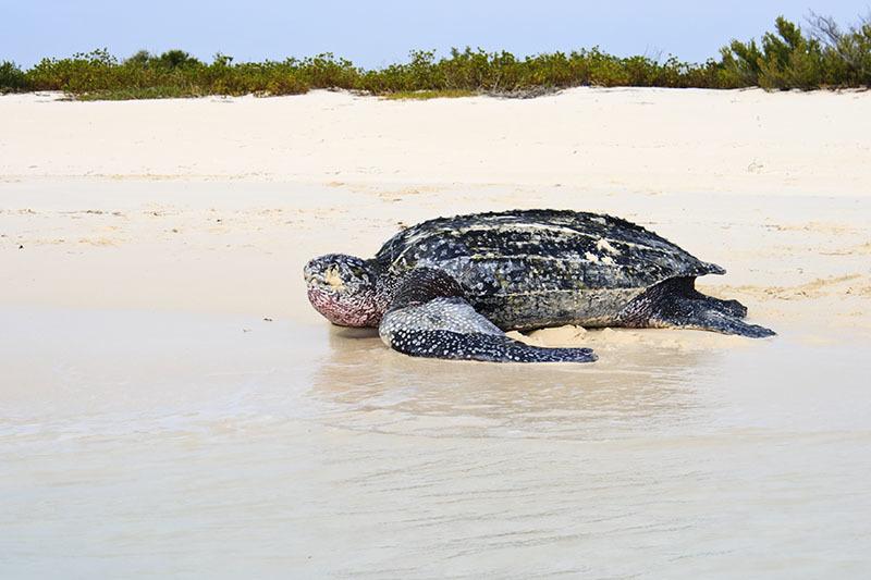 Tortuga Laúd