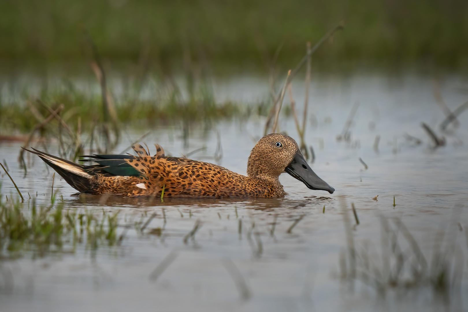 Pato pico cuchara