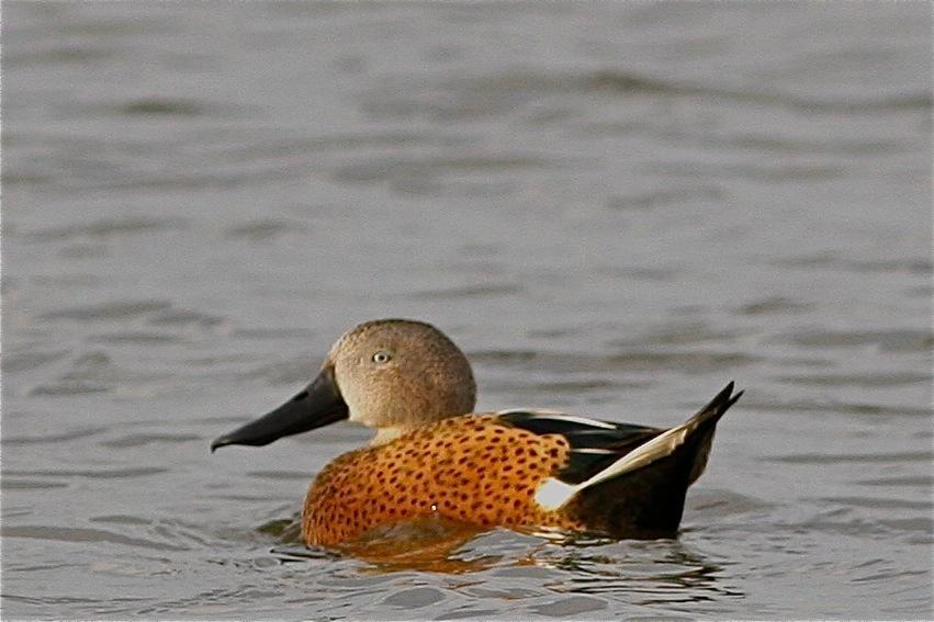 Pato pico cuchara