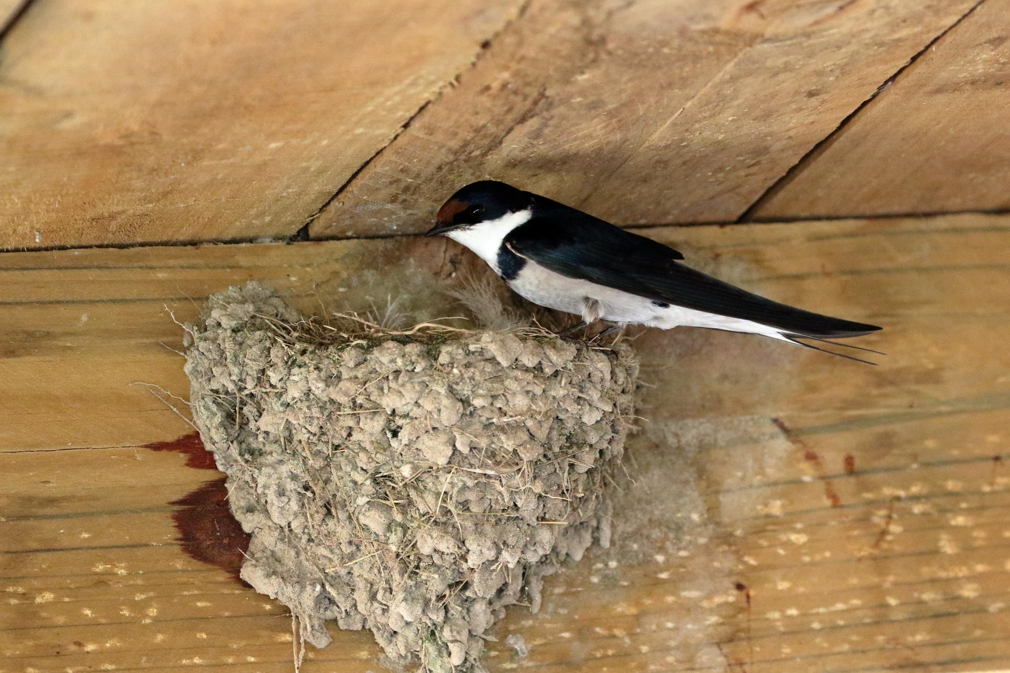 Golondrina Gorgiblanca