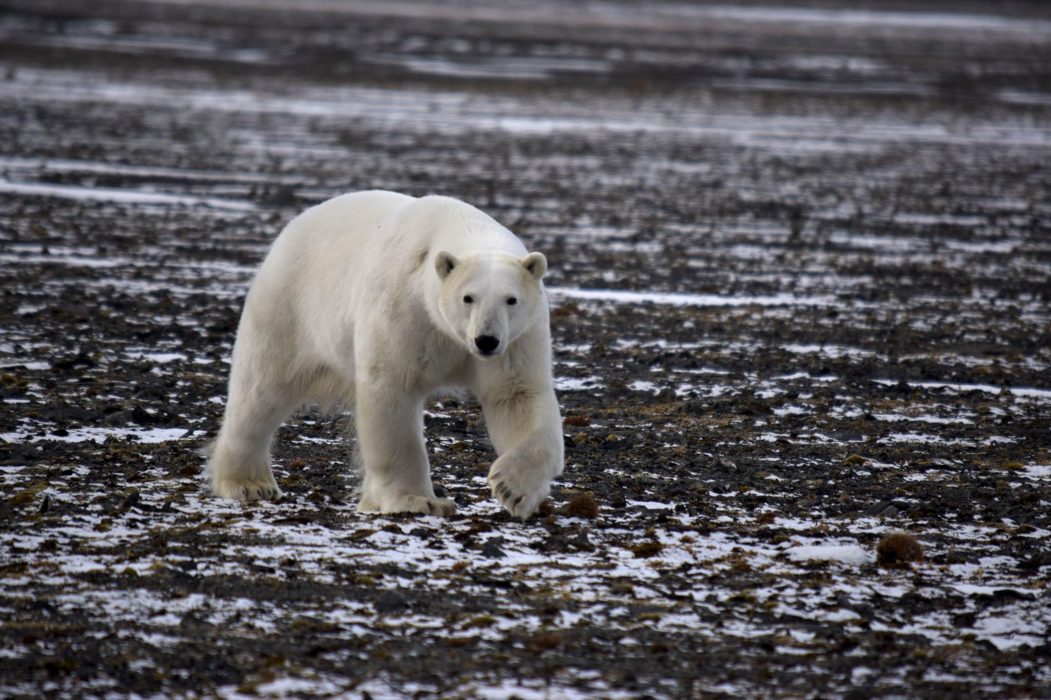 Oso Polar