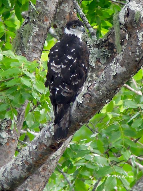 Águila azor africana
