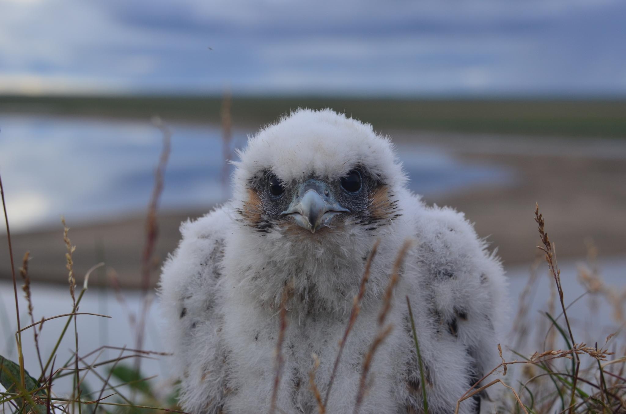 Halcón Peregrino