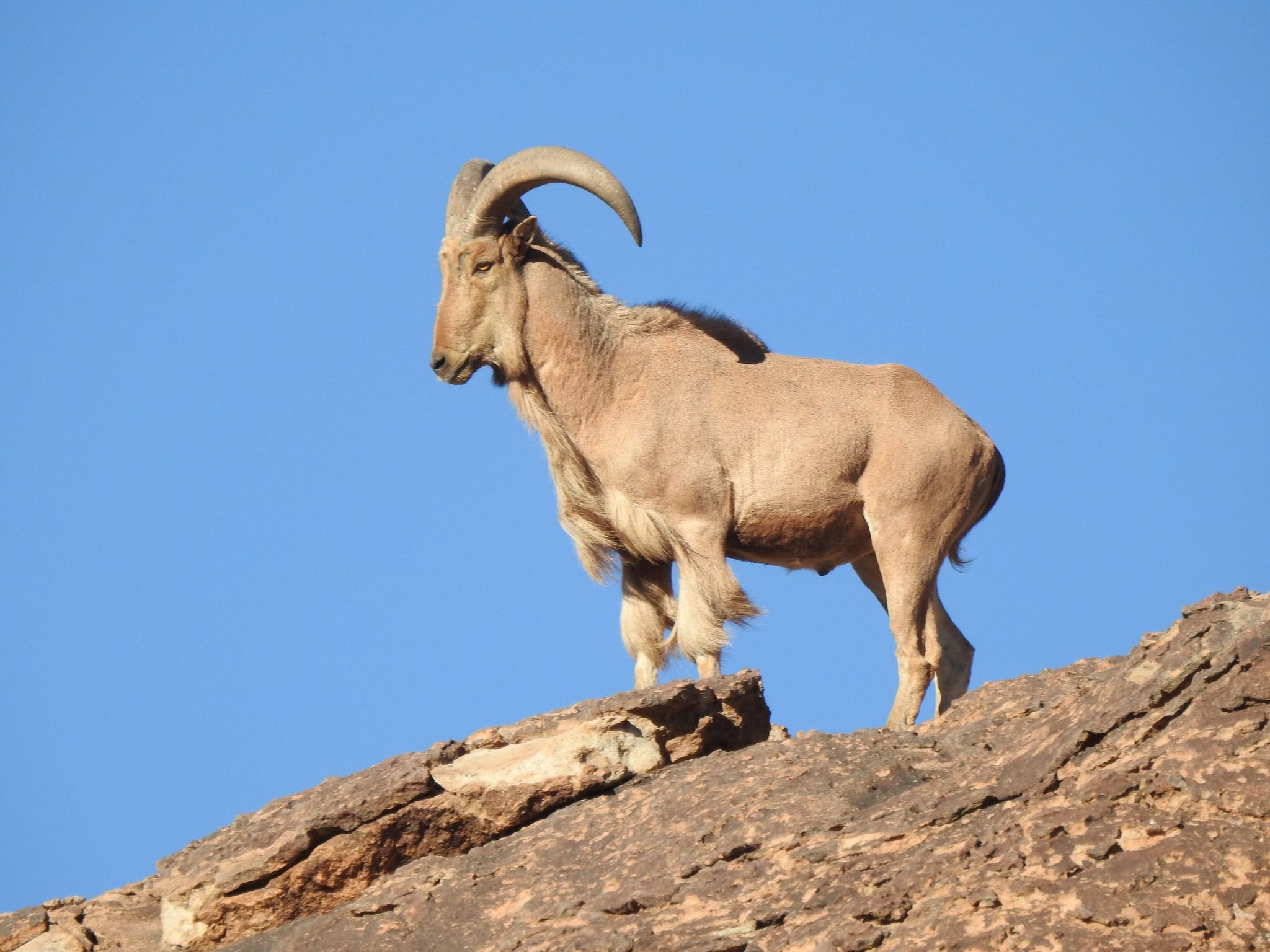 Borrego Aoudad