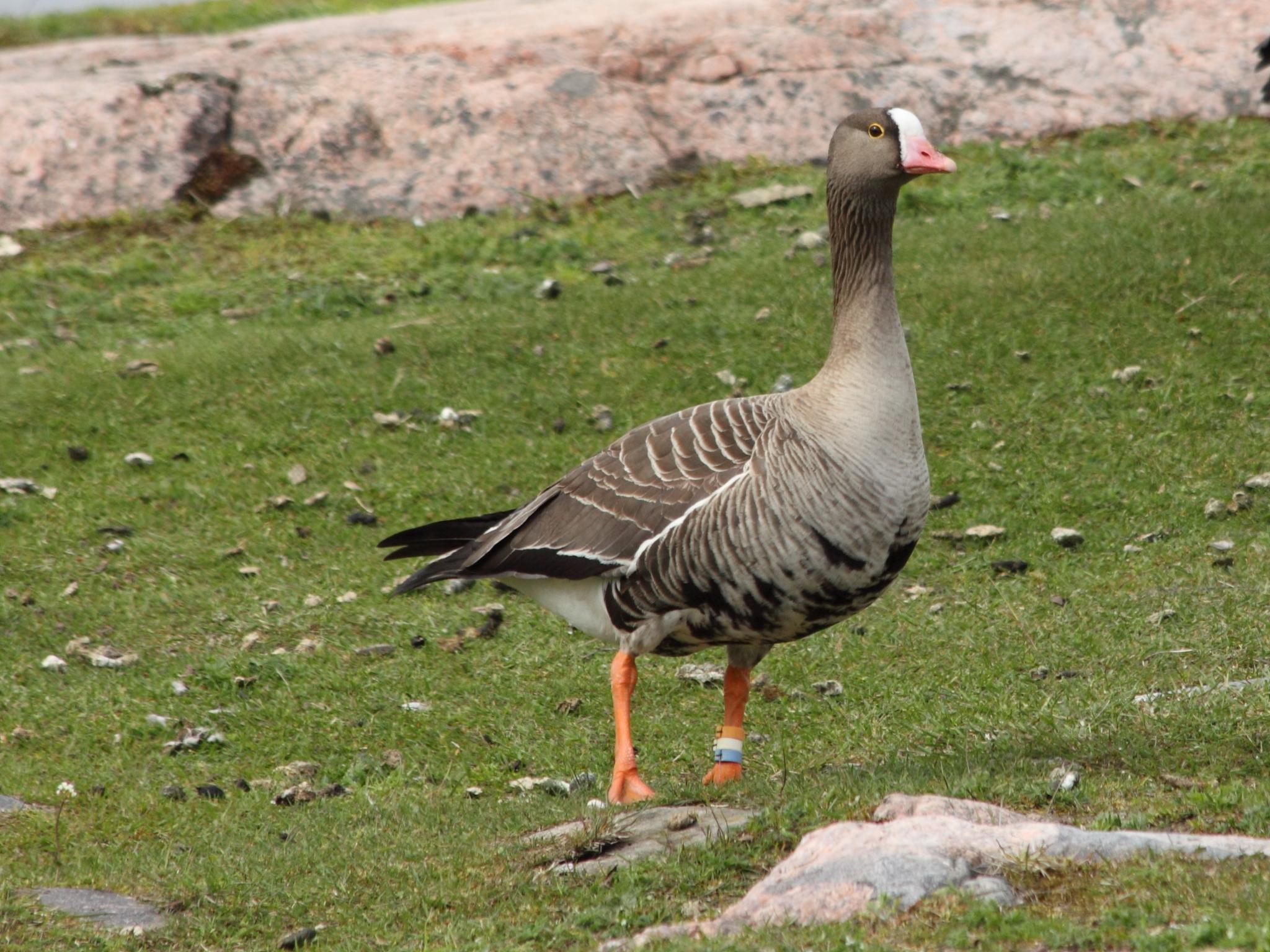Lesser White-fronted Goose