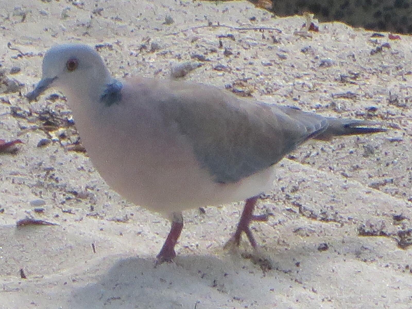 Philippine Collared-Dove