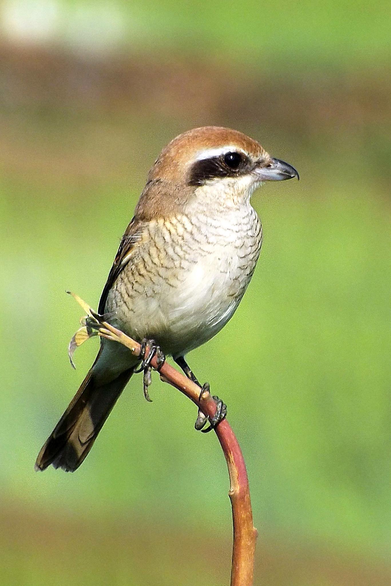 Brown Shrike