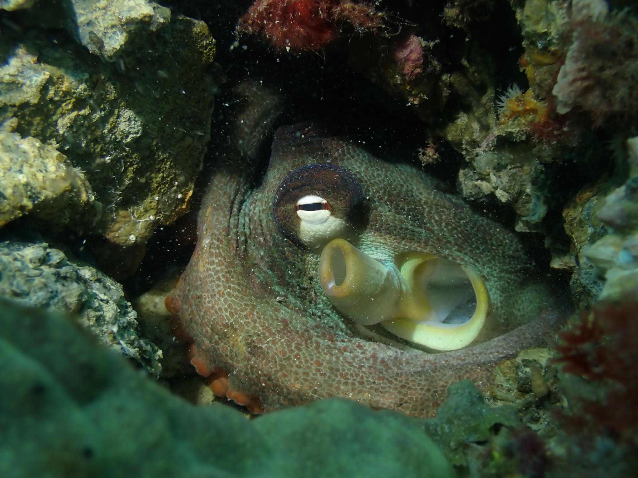 Star Octopus