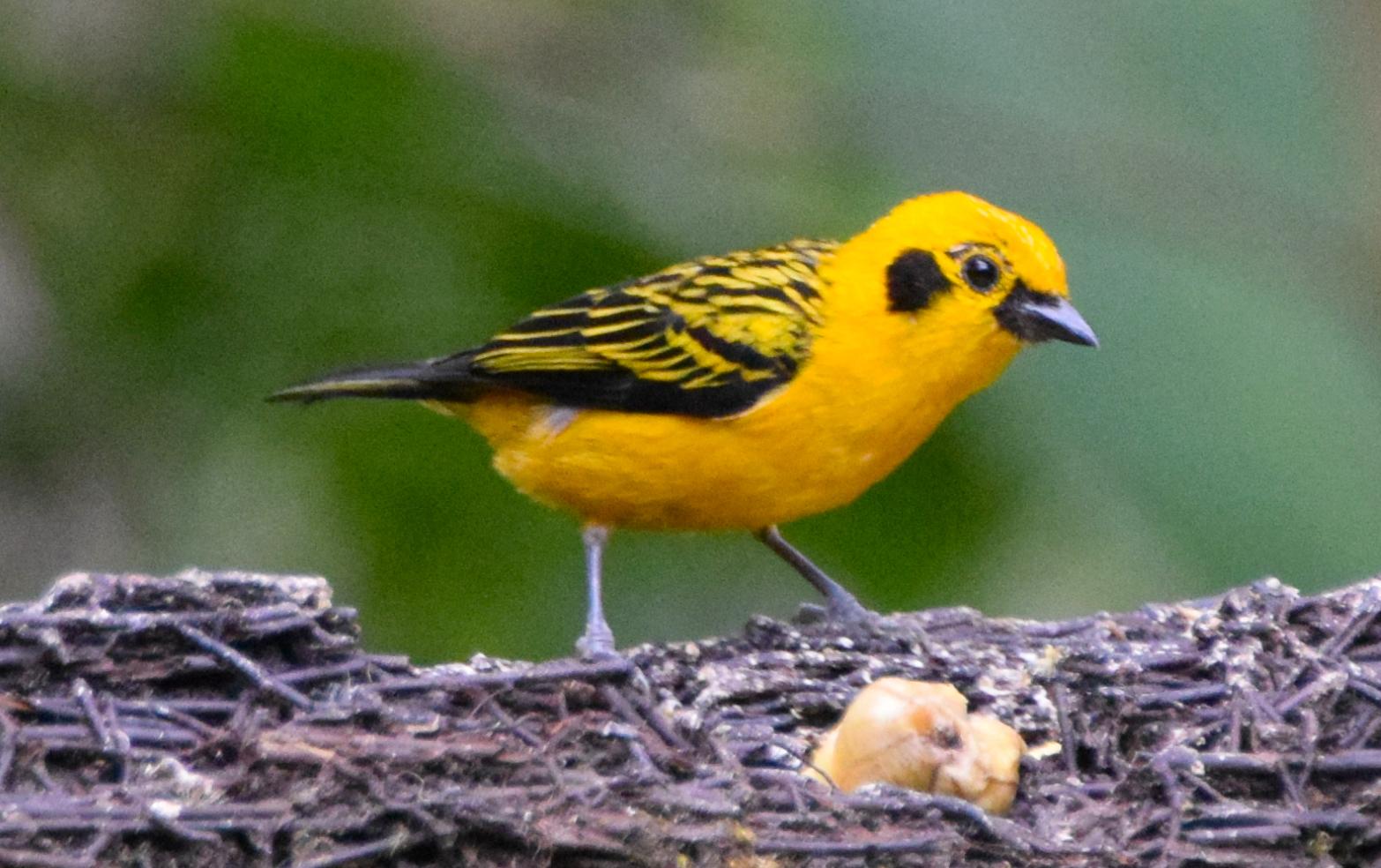 Golden Tanager