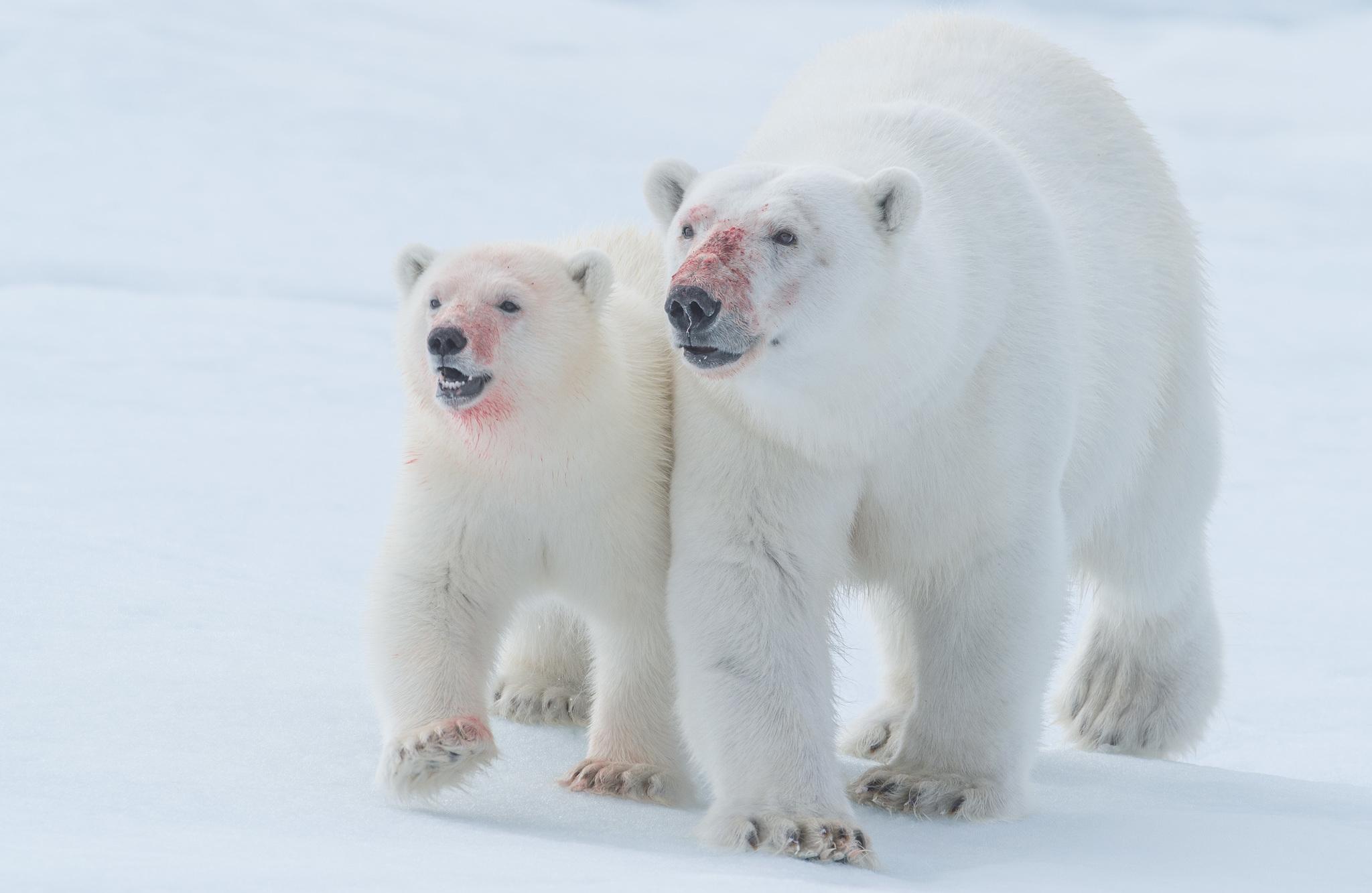 Oso Polar